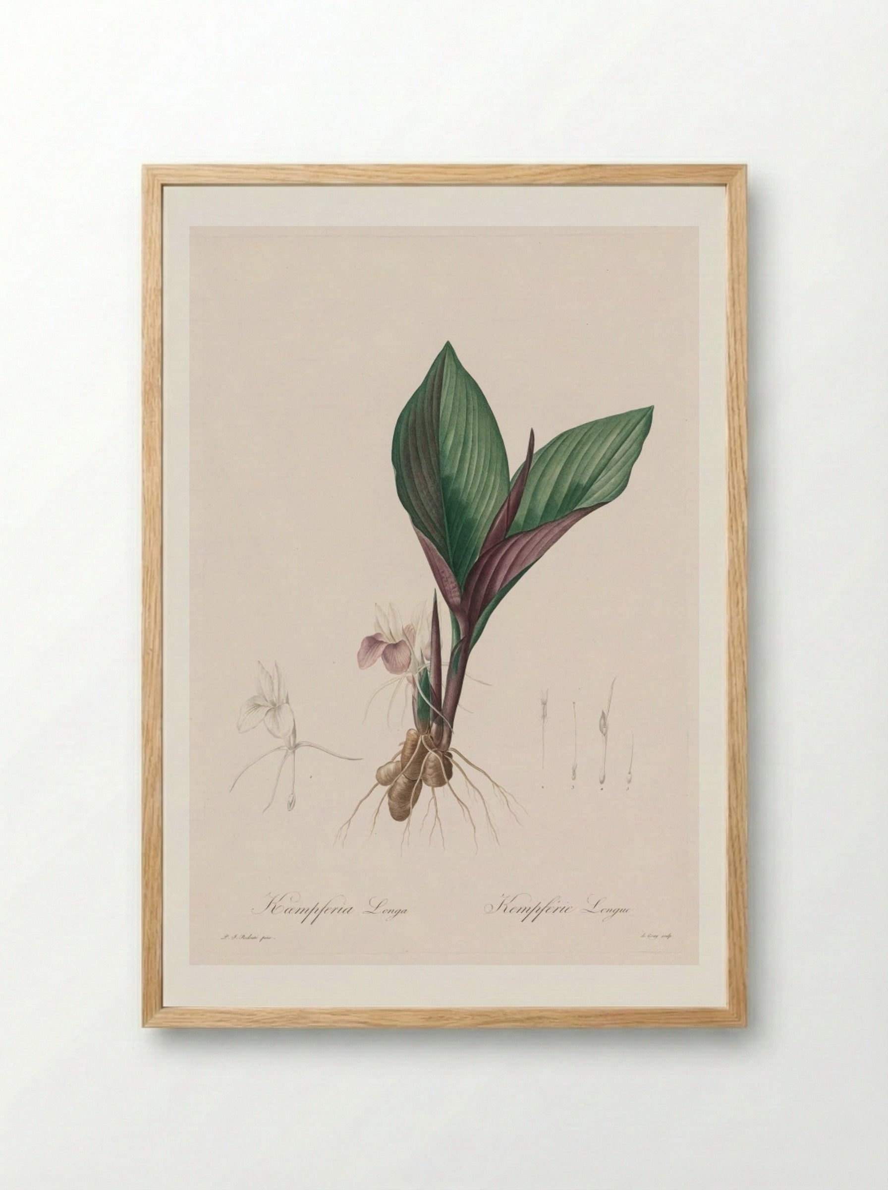 Kaempferia longa - Pierre-Joseph Redouté - Framed Print Wood
