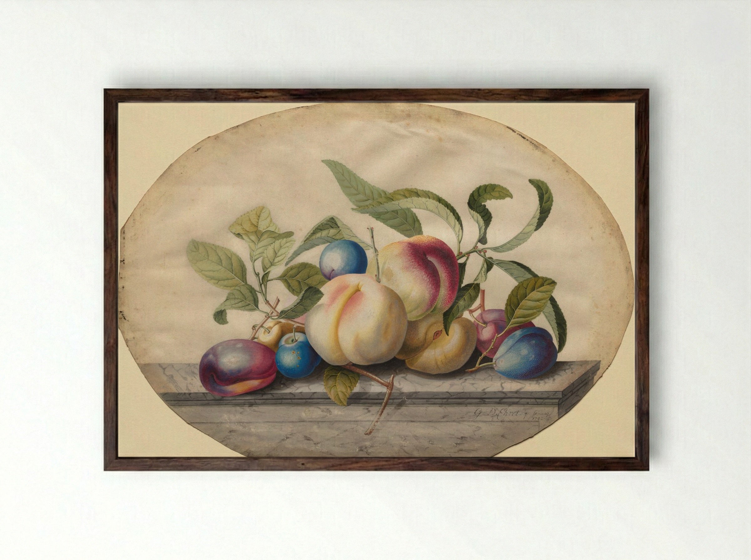 Fruit Arrangement: Peaches and Plums on a Slab of Marble - Georg Dionysius Ehret - Framed Print Dark Wood