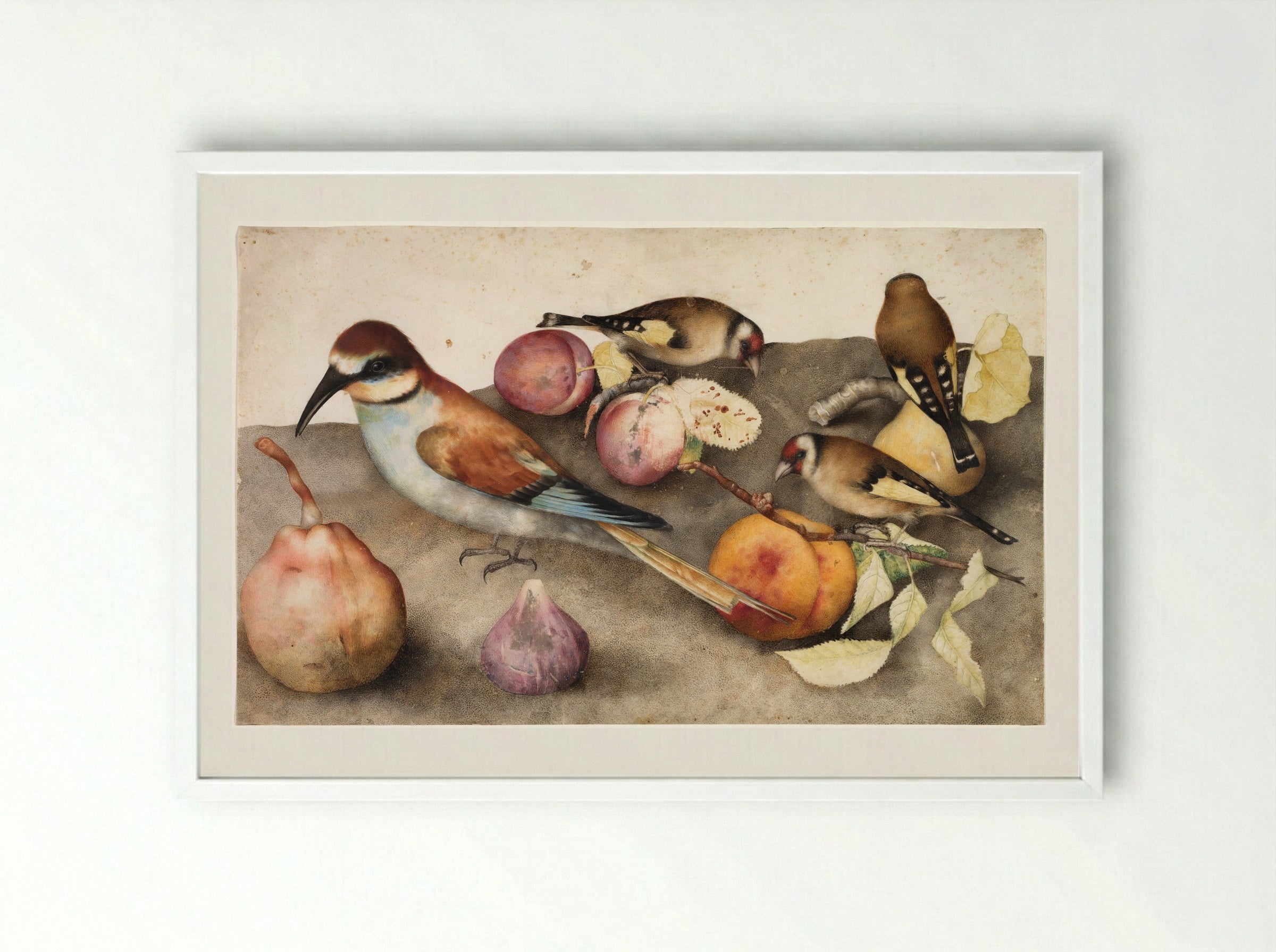 Still Life with Birds and Fruit - Giovanna Garzoni - Framed Print White