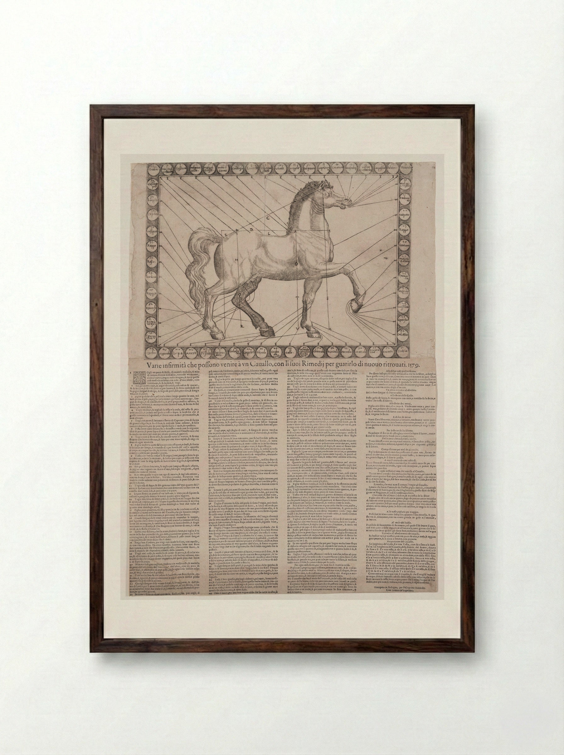 Broadside: Various Infirmities of Horses - Unidentified Artist - Framed Print Dark Wood
