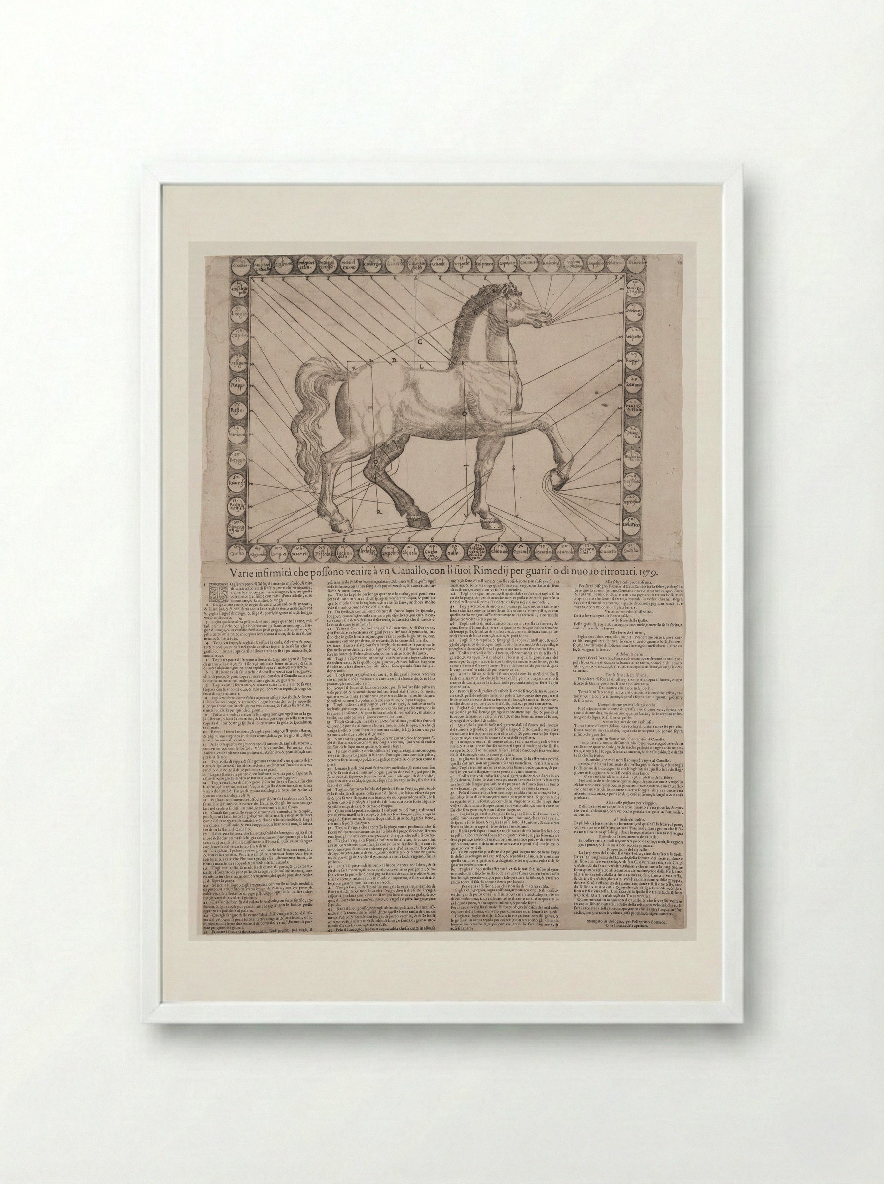 Broadside: Various Infirmities of Horses - Unidentified Artist - Framed Print White