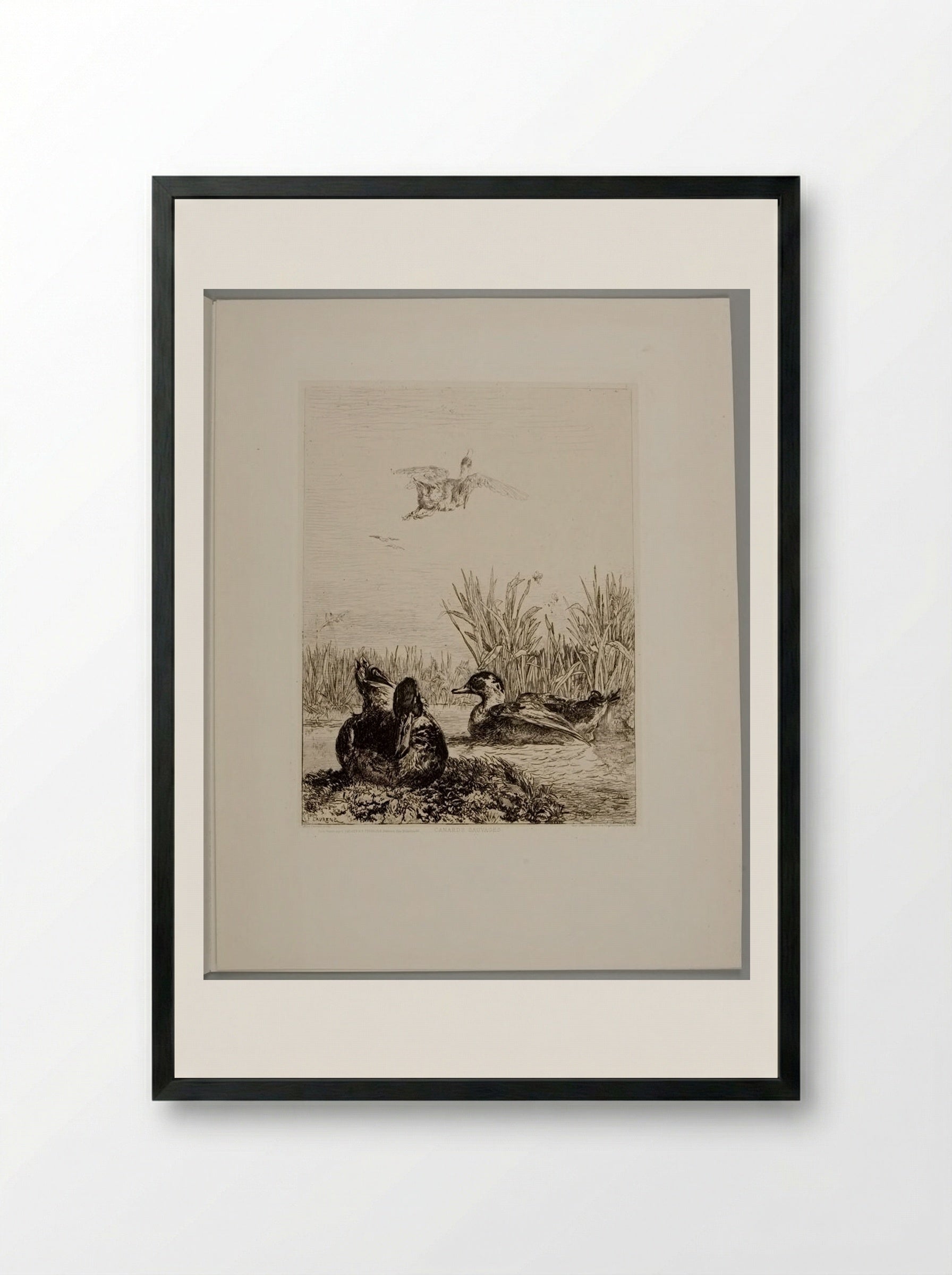 Wild Ducks - Jules Joseph Augustin Laurens - Framed Print Black