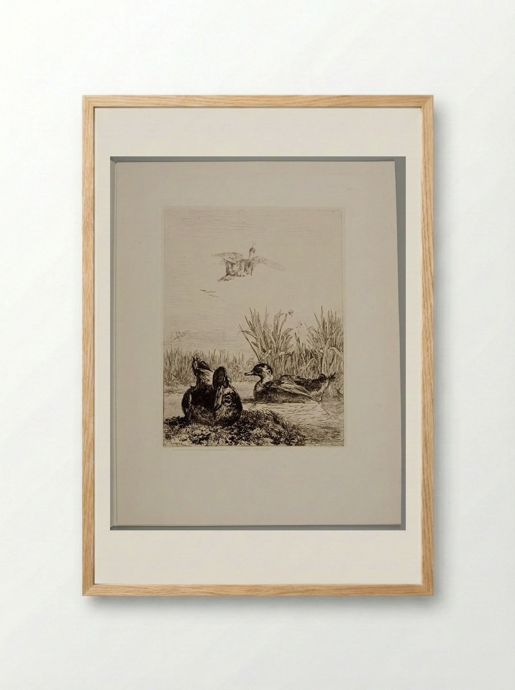 Wild Ducks - Jules Joseph Augustin Laurens - Framed Print Wood