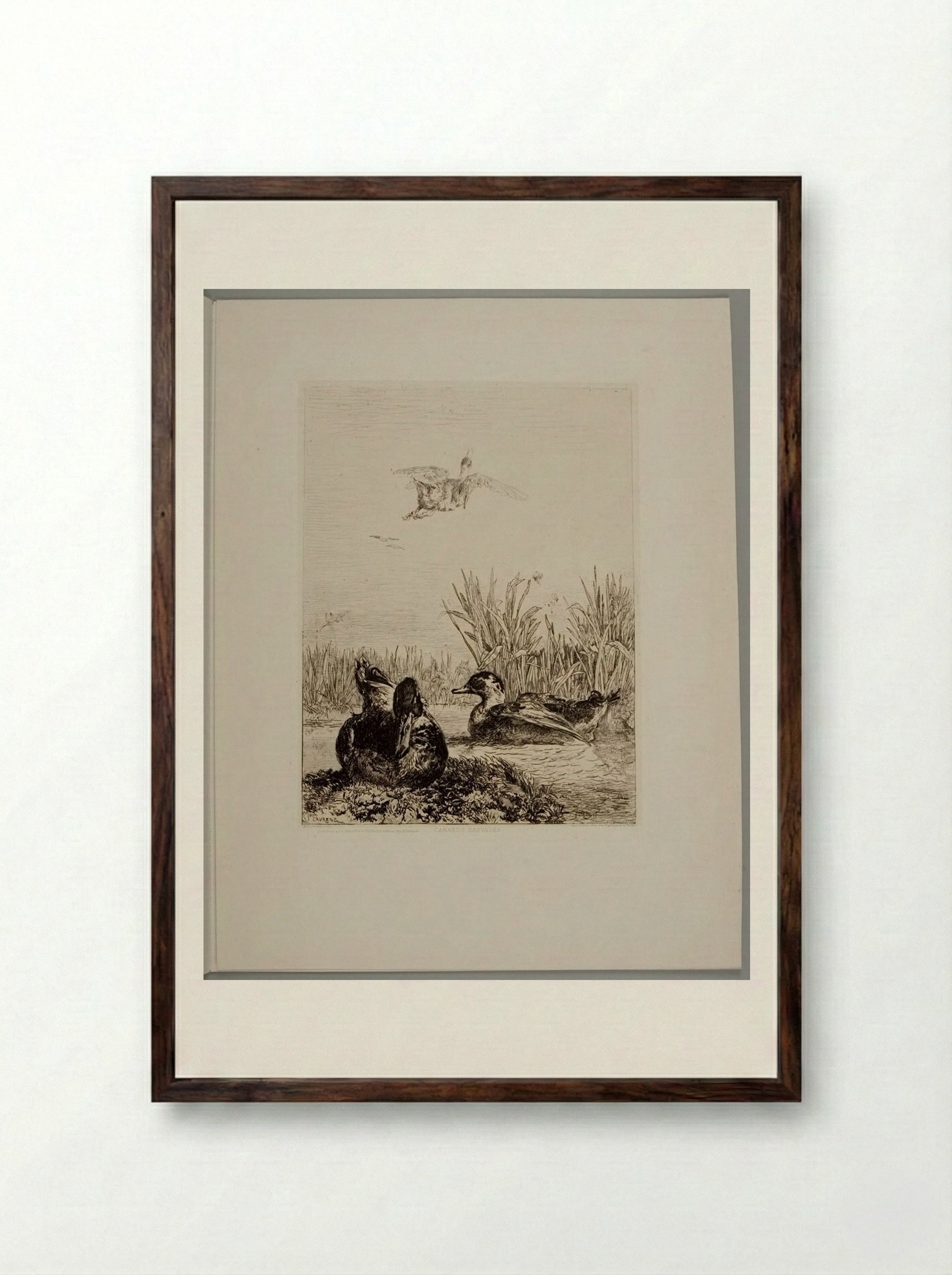 Wild Ducks - Jules Joseph Augustin Laurens - Framed Print Dark Wood