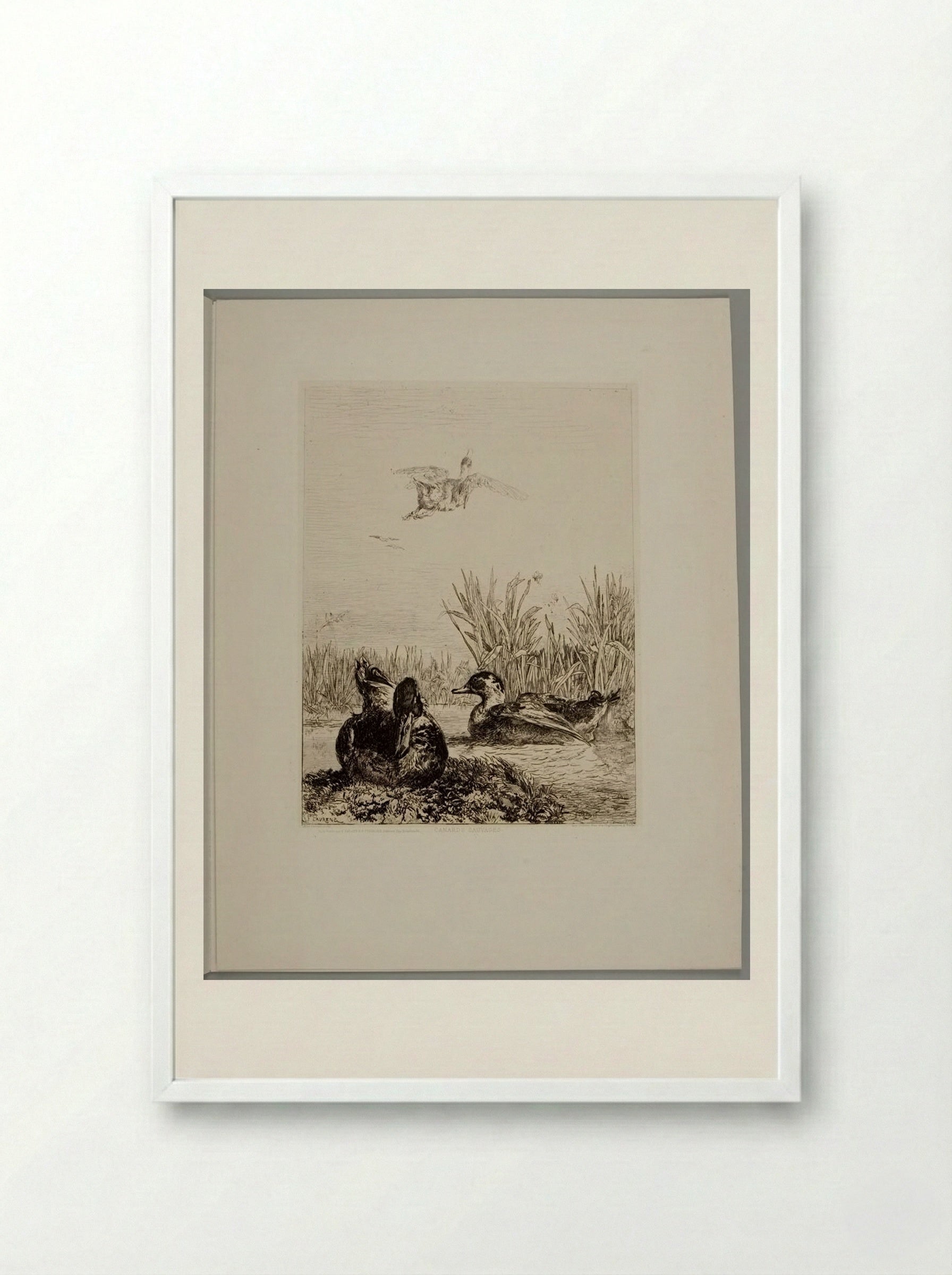 Wild Ducks - Jules Joseph Augustin Laurens - Framed Print White