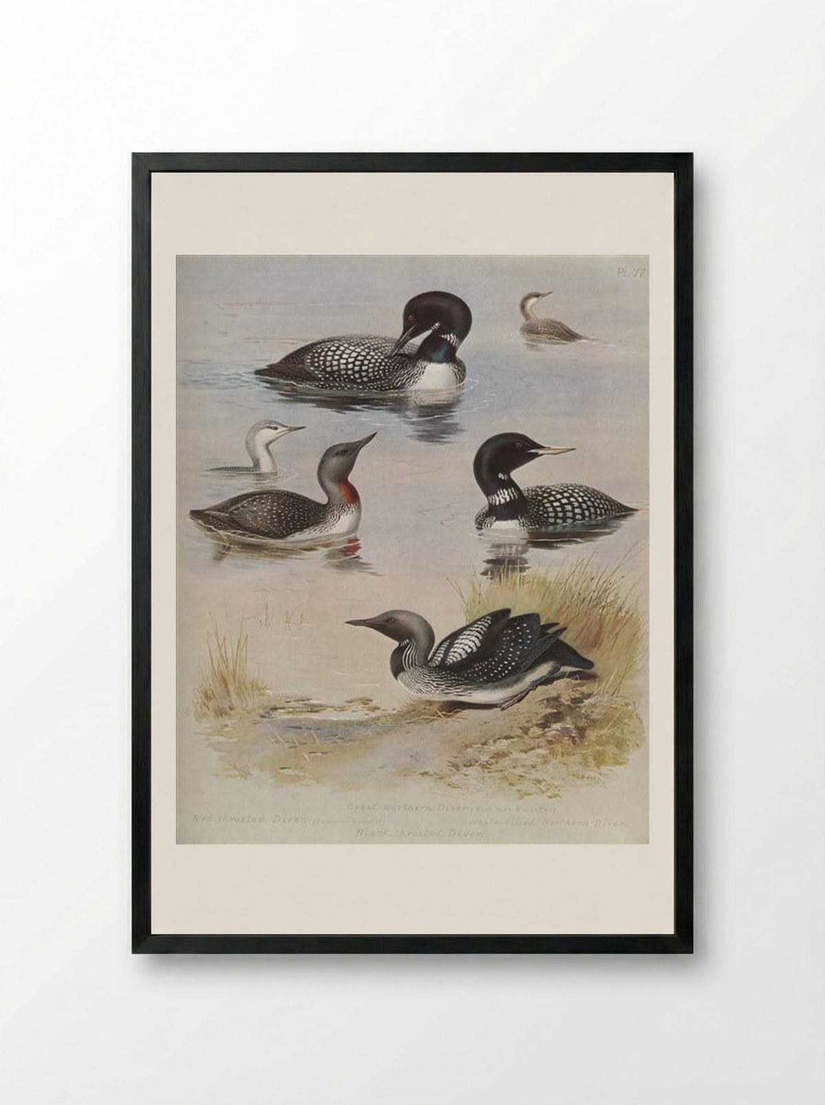 Great Northern Diver - Archibald Thorburn - Framed Print Black