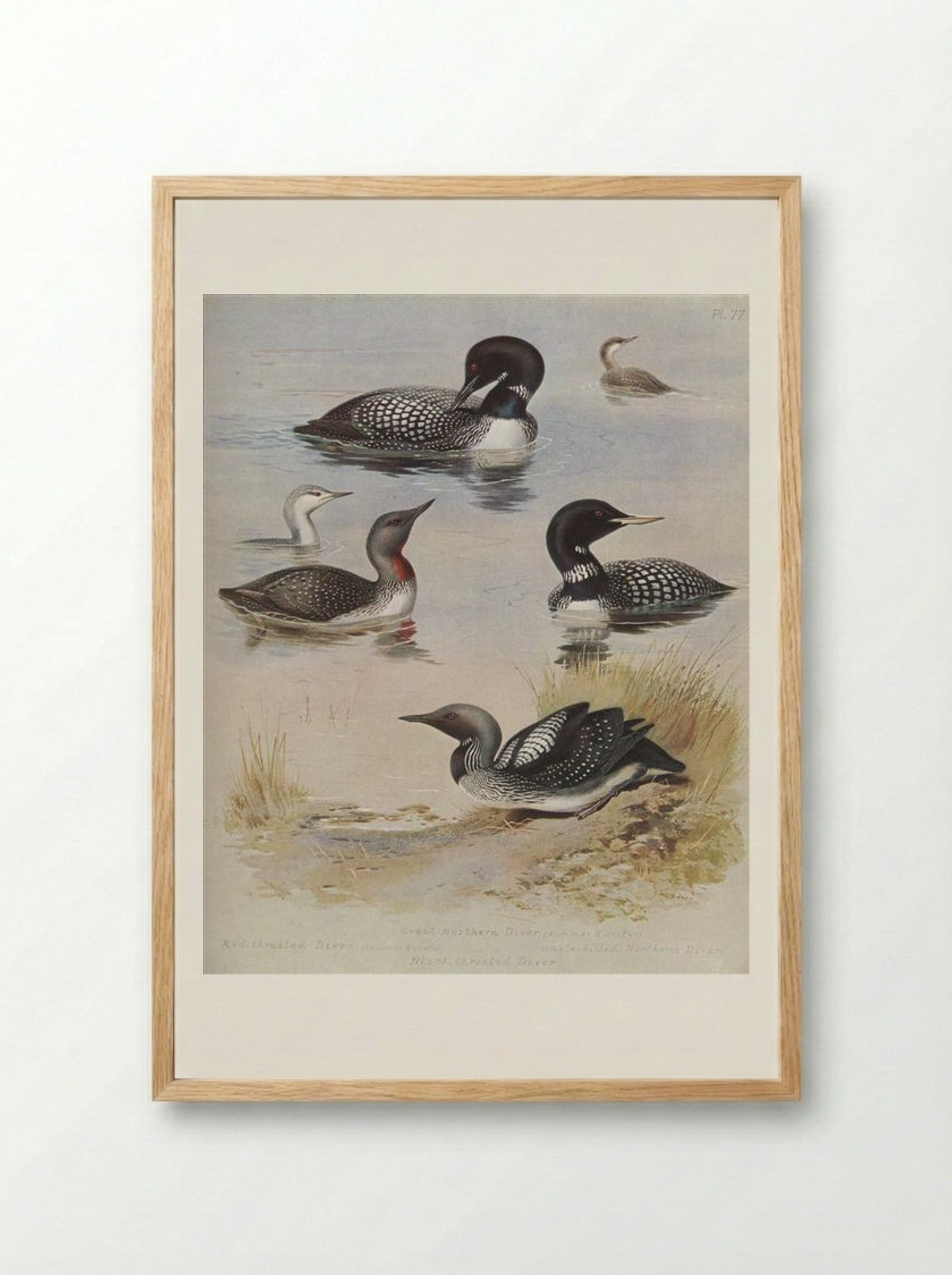 Great Northern Diver - Archibald Thorburn - Framed Print Wood