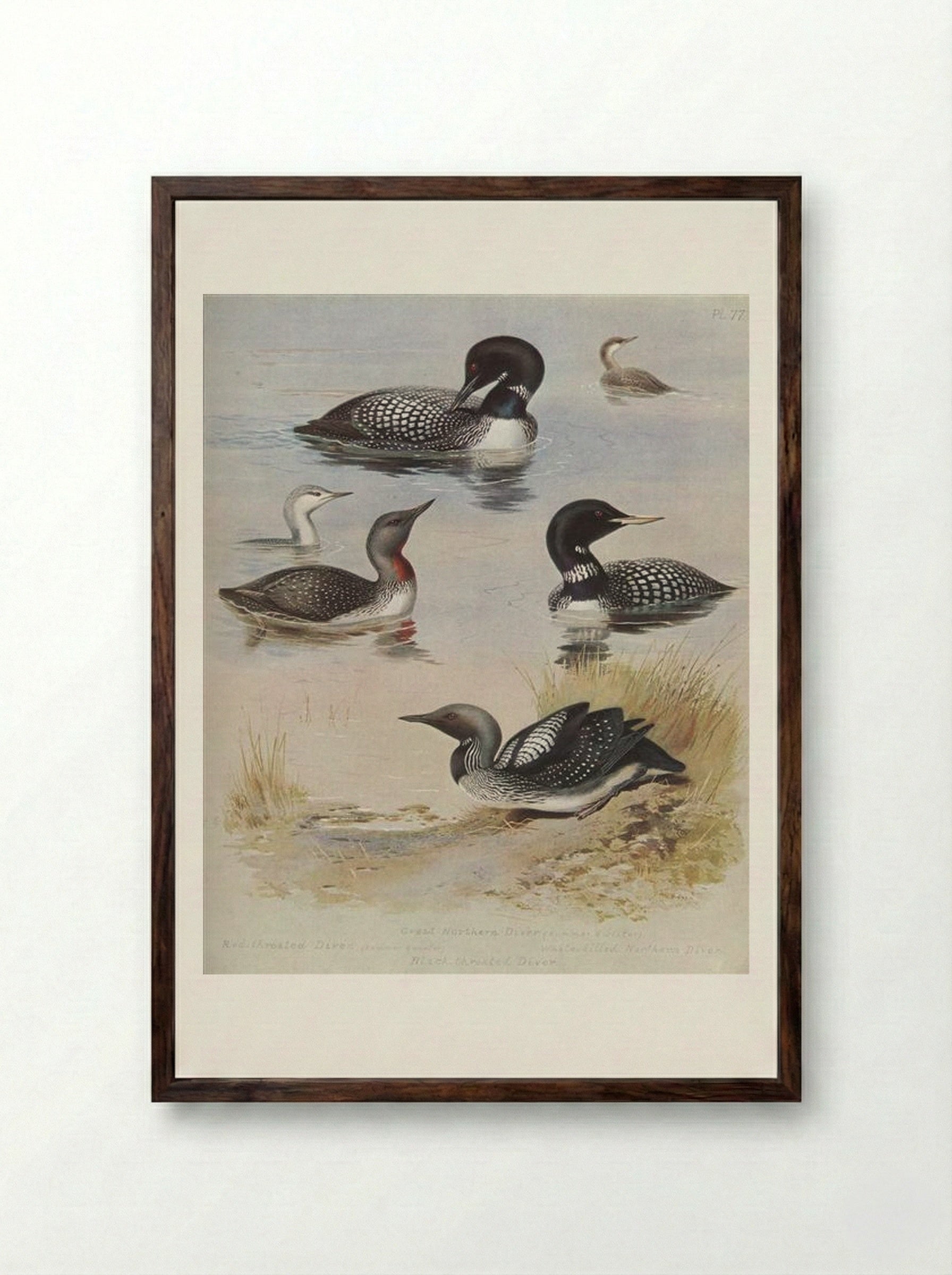 Great Northern Diver - Archibald Thorburn - Framed Print Dark Wood
