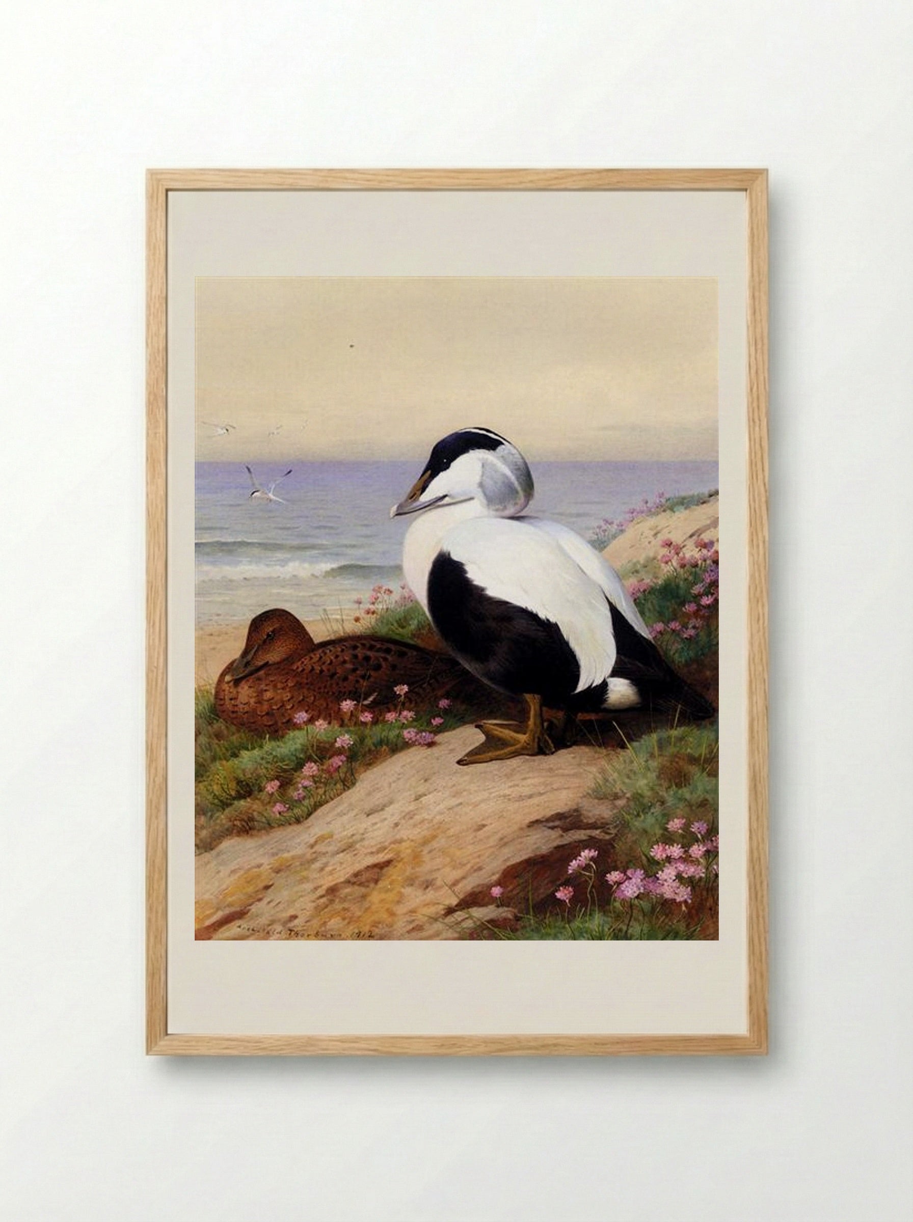 Common Eider Ducks - Archibald Thorburn - Framed Print Wood