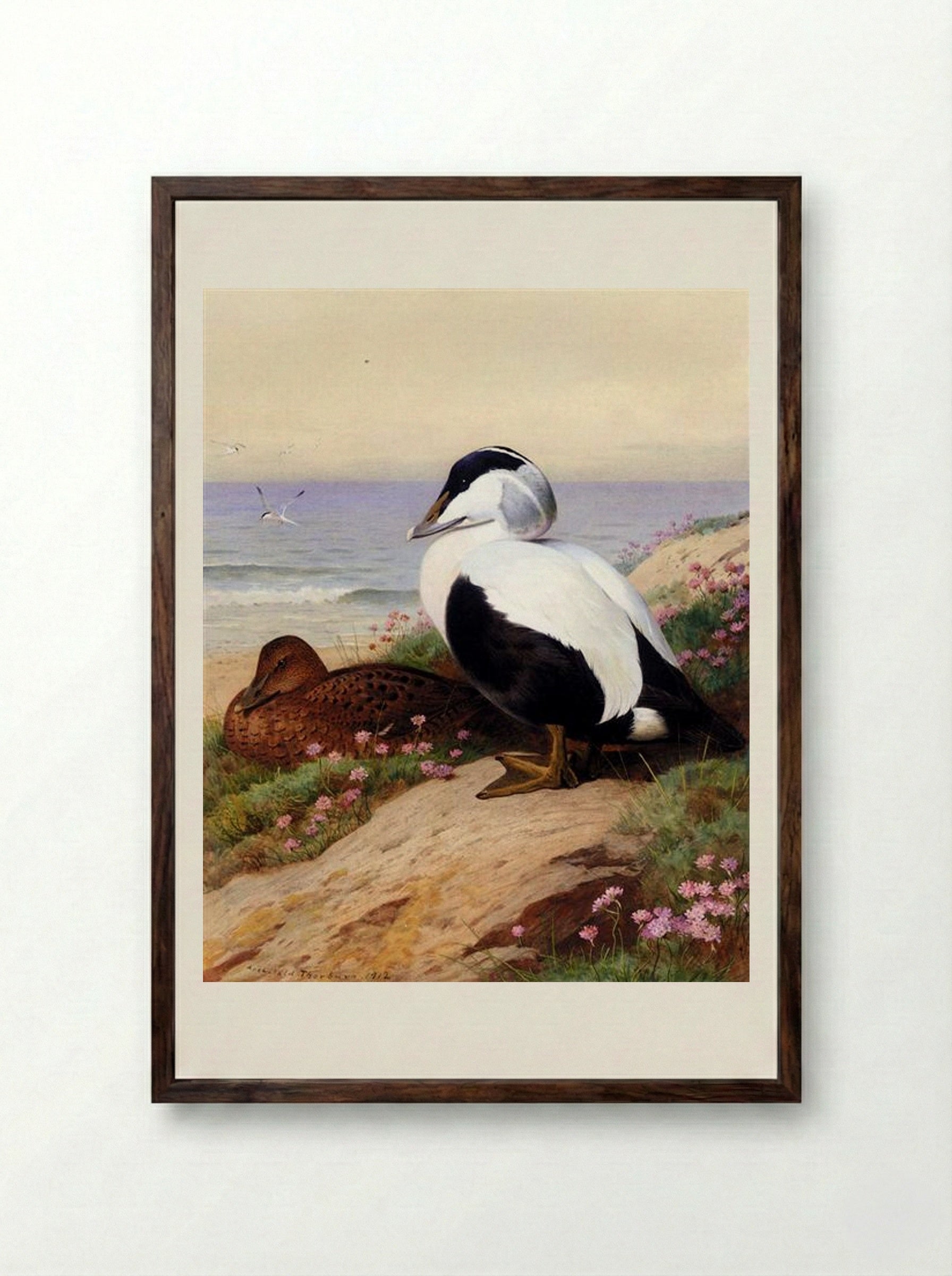 Common Eider Ducks - Archibald Thorburn - Framed Print Dark Wood
