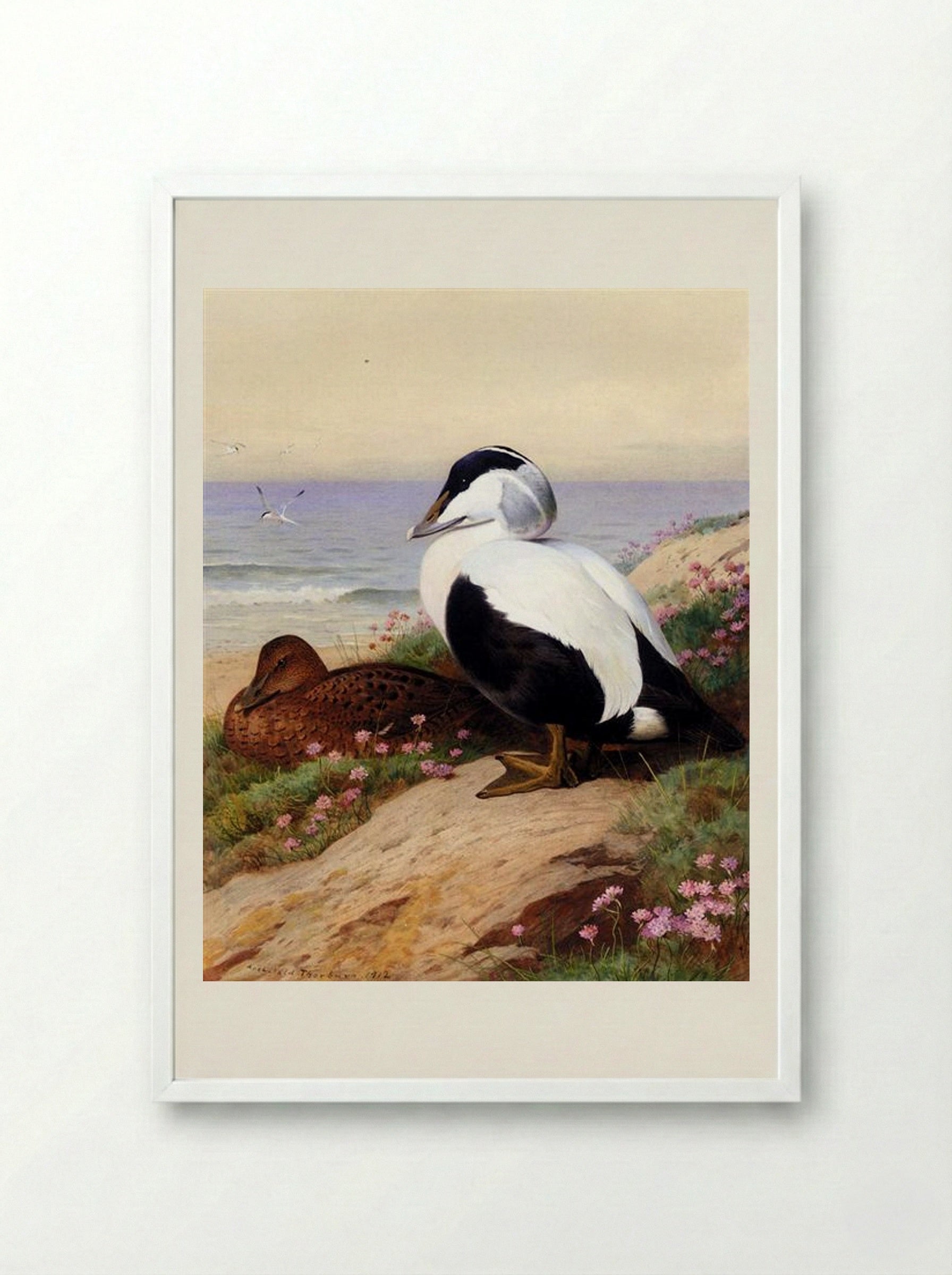 Common Eider Ducks - Archibald Thorburn - Framed Print White