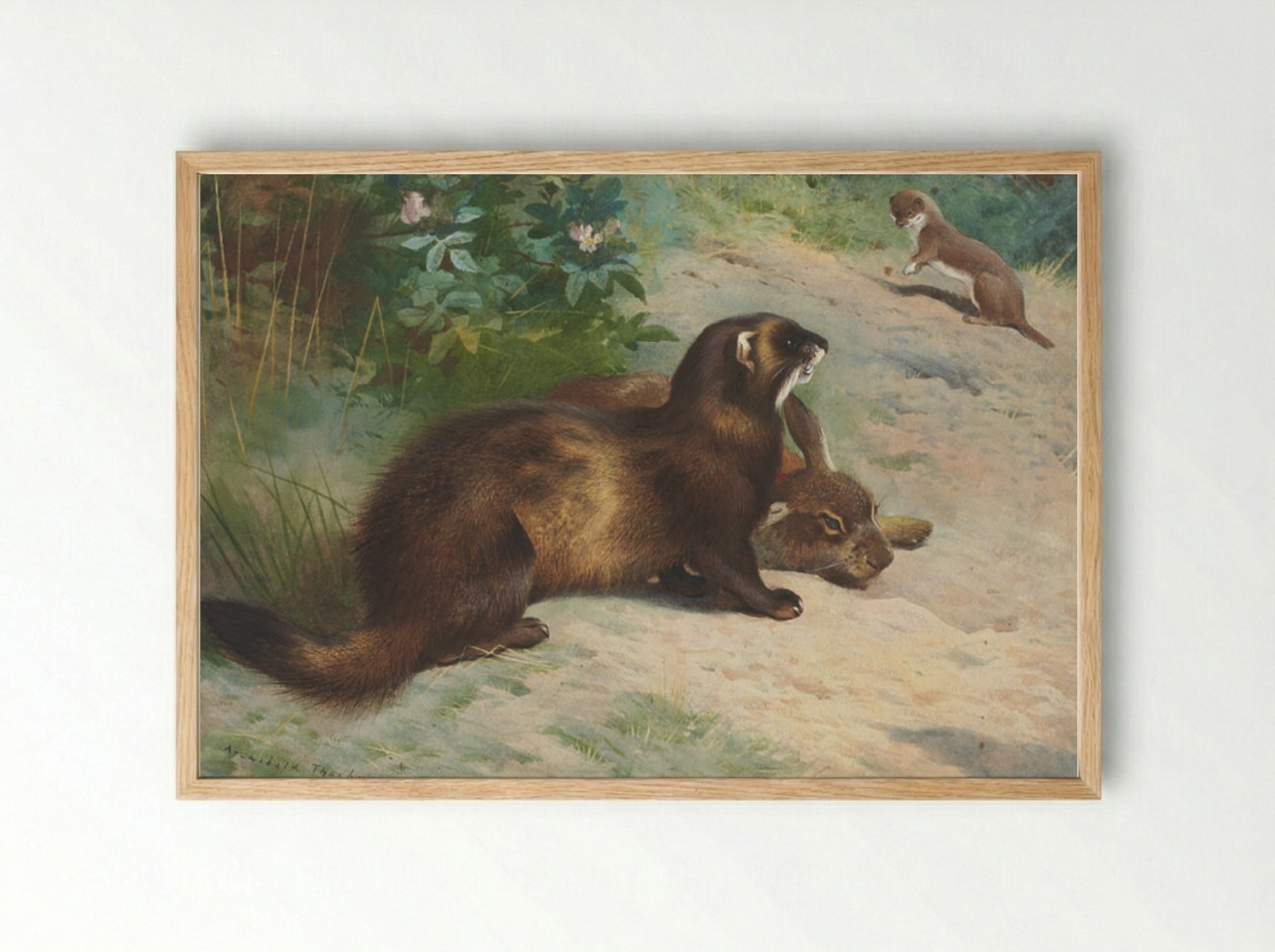 European polecat defending a rabbit carcass from a least weasel - Archibald Thorburn - Framed Print Wood