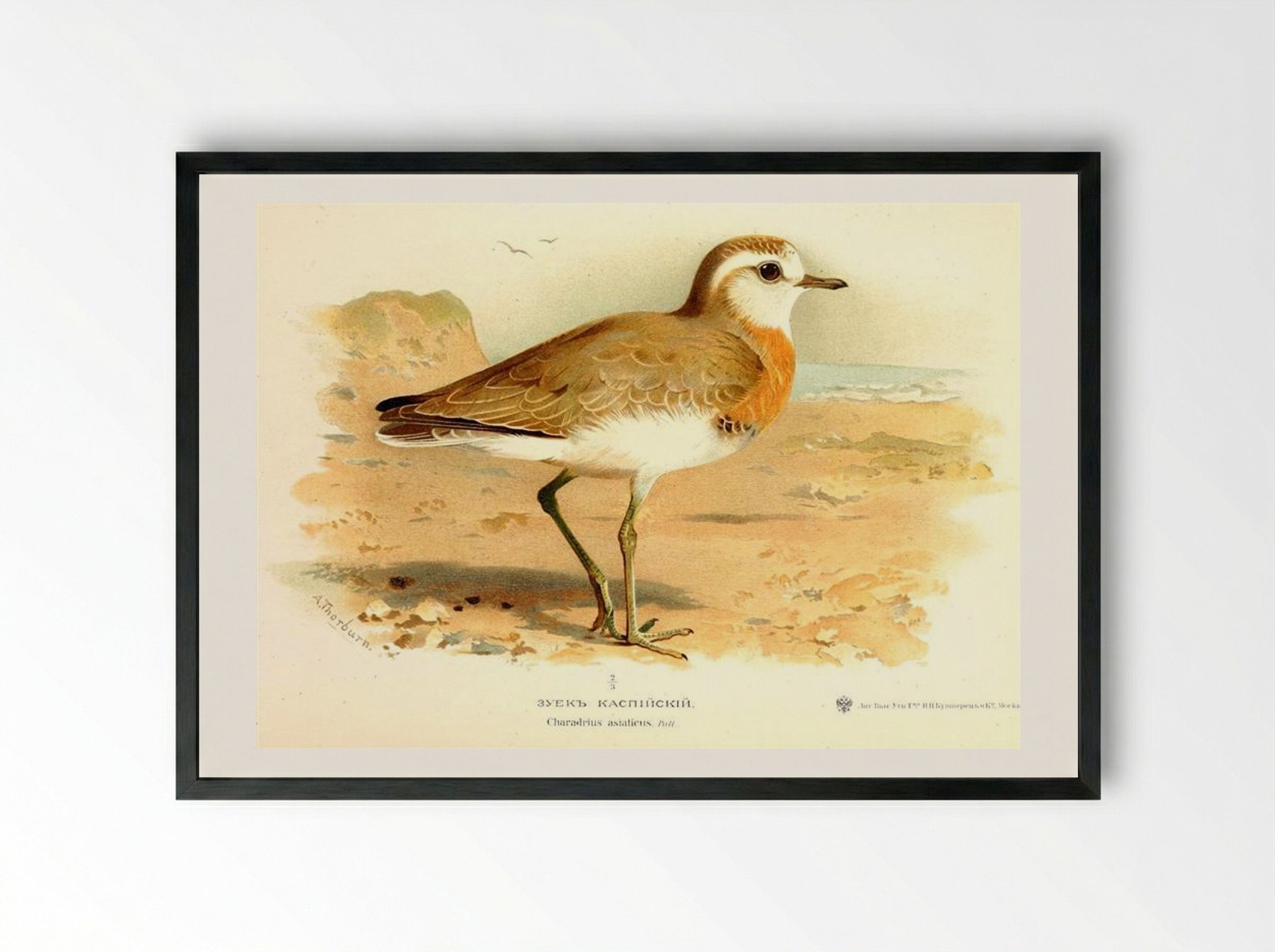 Caspian Plover - Archibald Thorburn - Framed Print Black