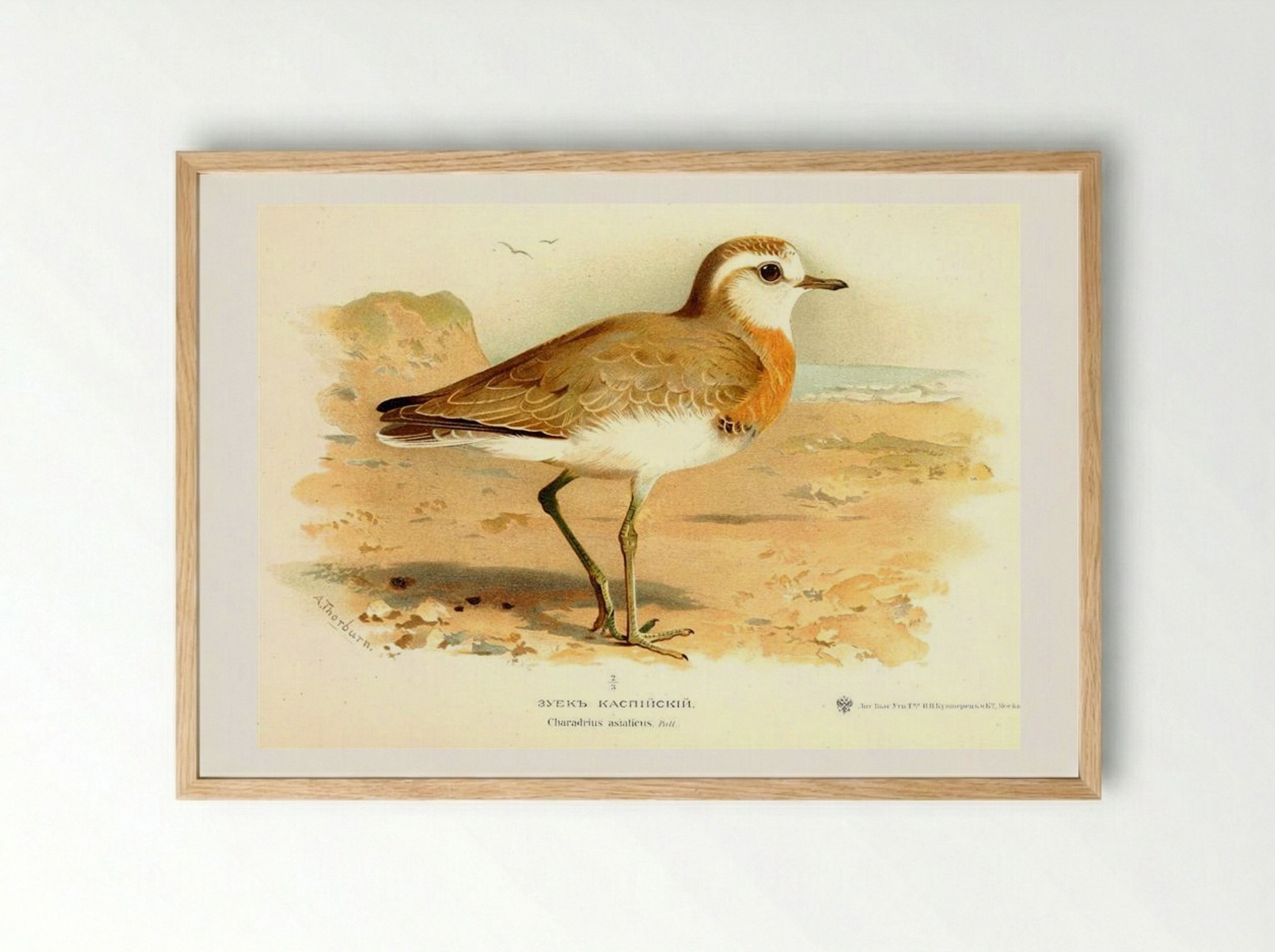 Caspian Plover - Archibald Thorburn - Framed Print Wood