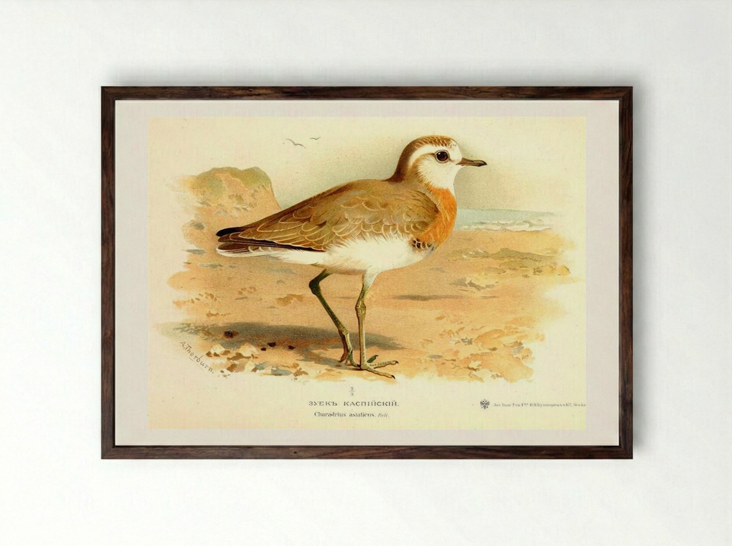 Caspian Plover - Archibald Thorburn - Framed Print Dark Wood