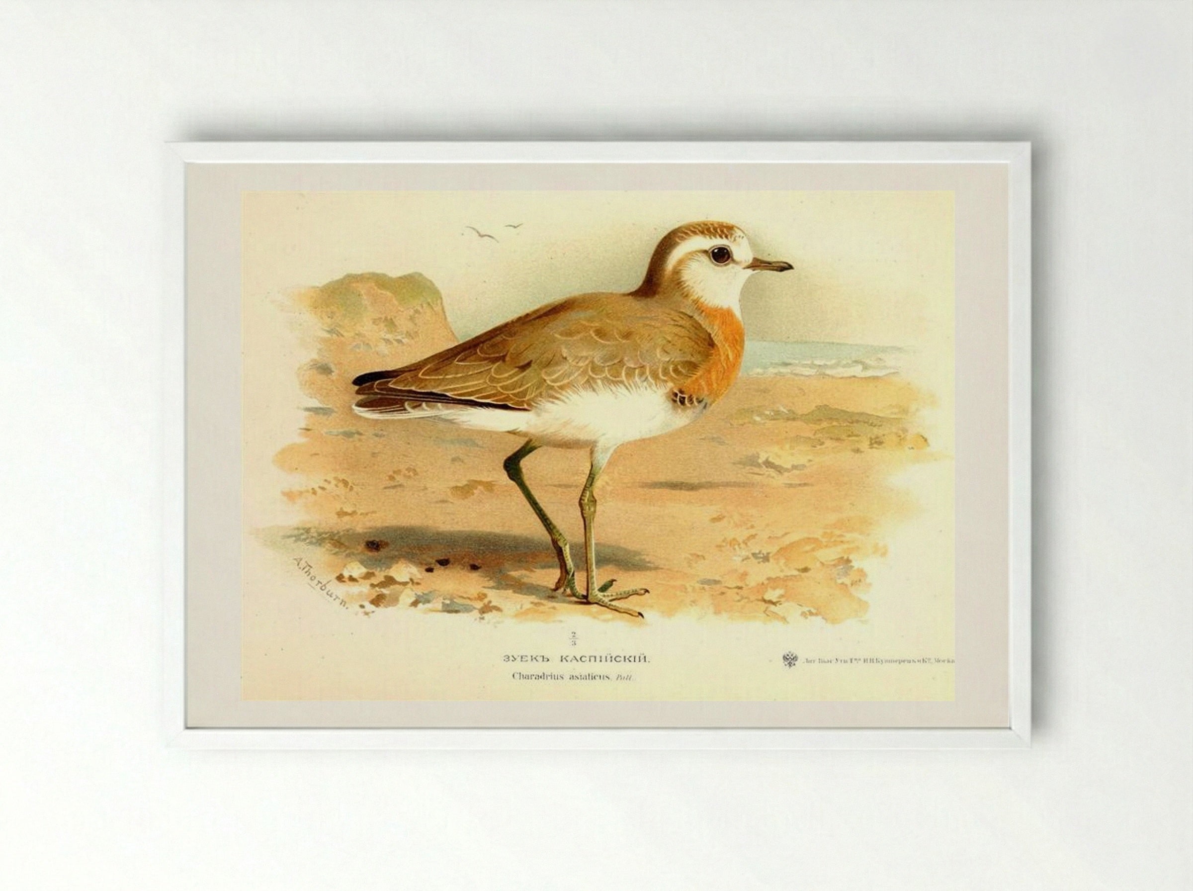 Caspian Plover - Archibald Thorburn - Framed Print White
