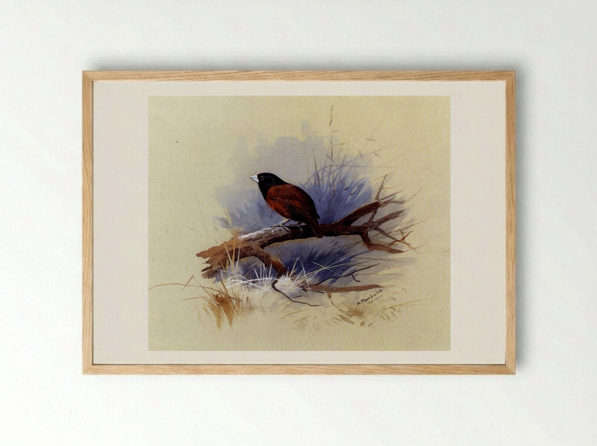 A Nepalese Black-headed Nun on a Branch - Archibald Thorburn - Framed Print Wood