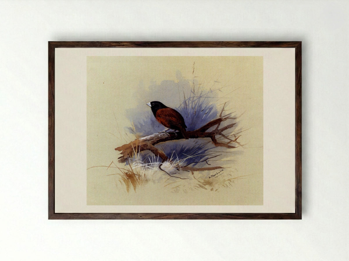 A Nepalese Black-headed Nun on a Branch - Archibald Thorburn - Framed Print Dark Wood