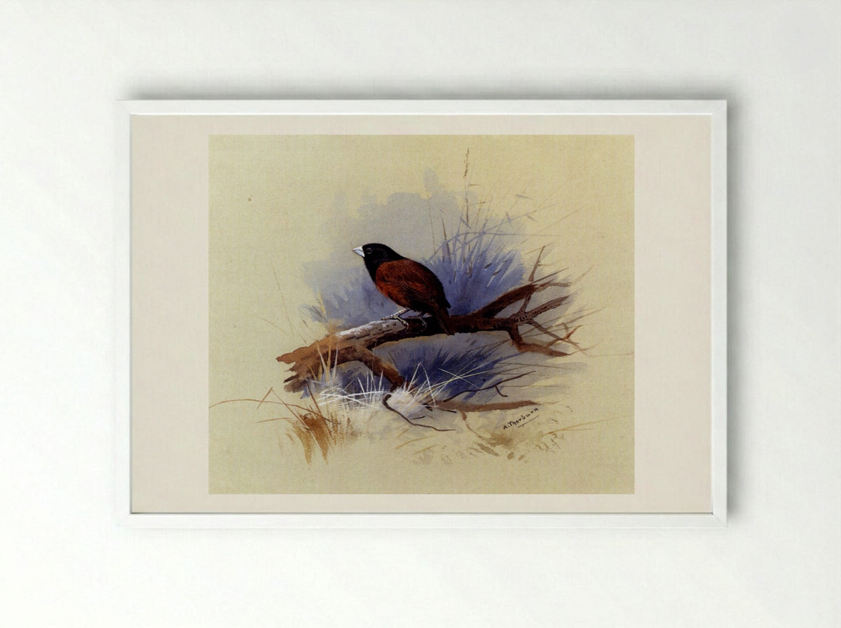 A Nepalese Black-headed Nun on a Branch - Archibald Thorburn - Framed Print White