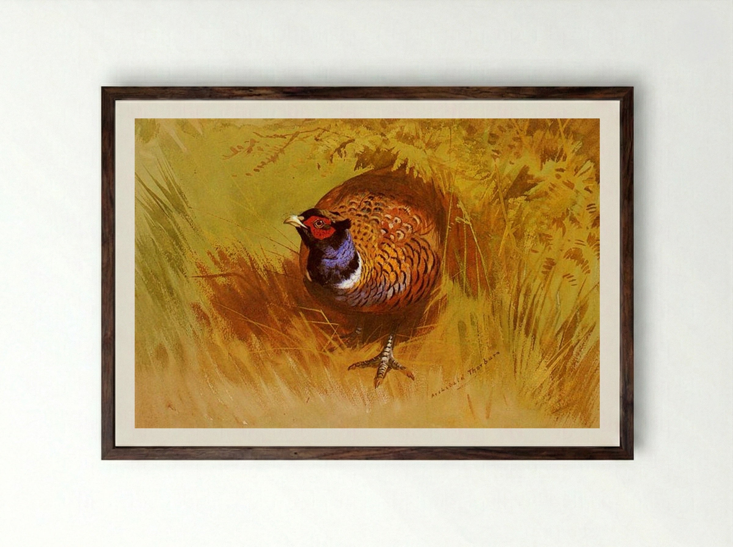A Cock Pheasant - Archibald Thorburn - Framed Print Dark Wood