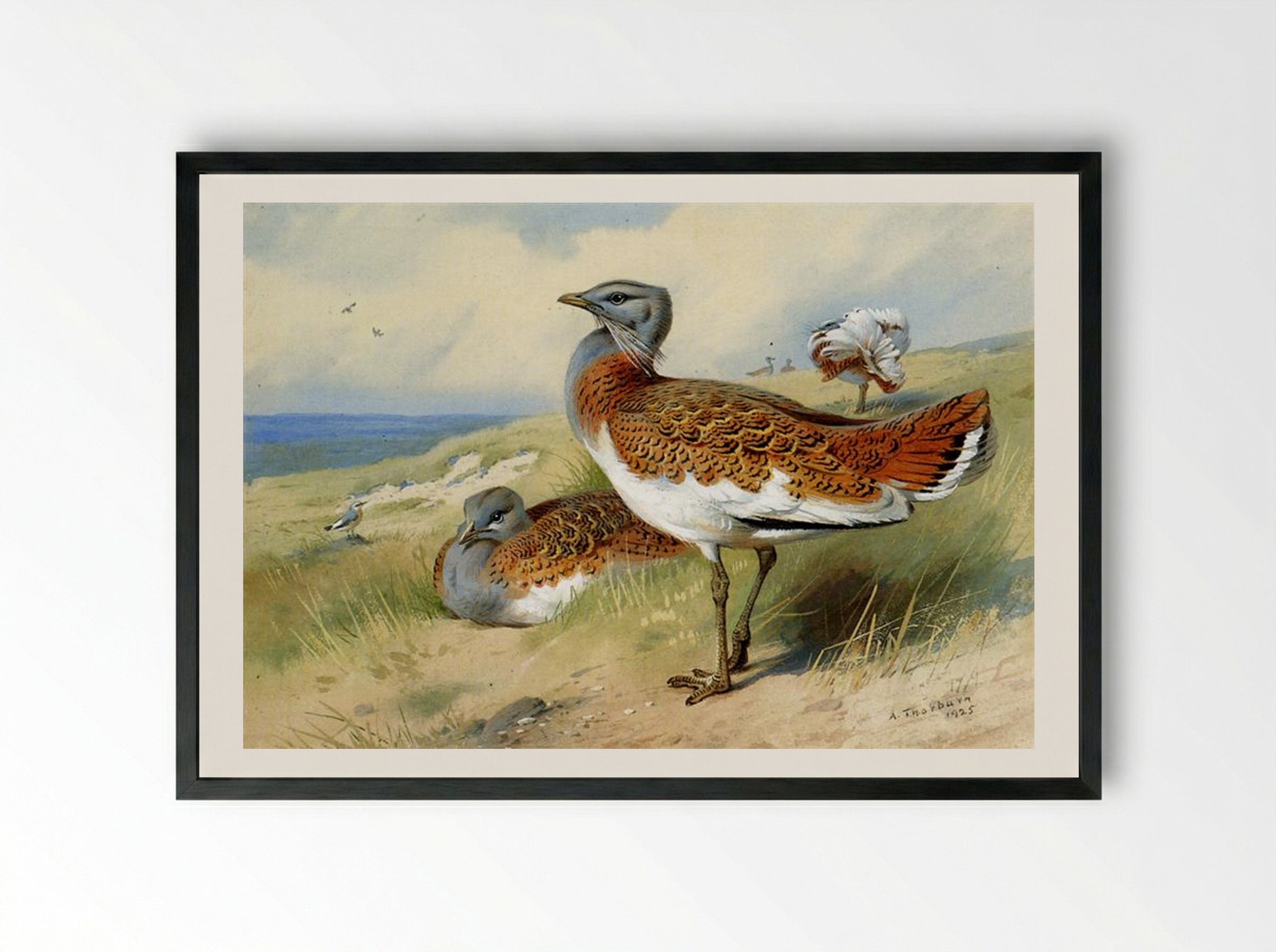 Great Bustards - Archibald Thorburn - Framed Print Black