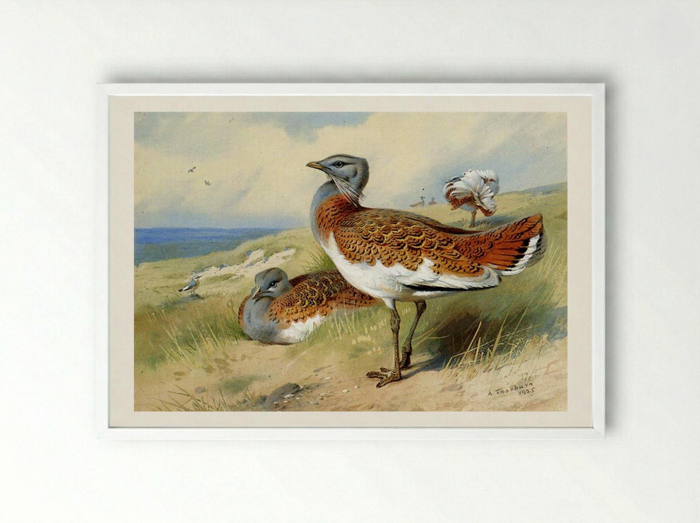 Great Bustards - Archibald Thorburn - Framed Print White