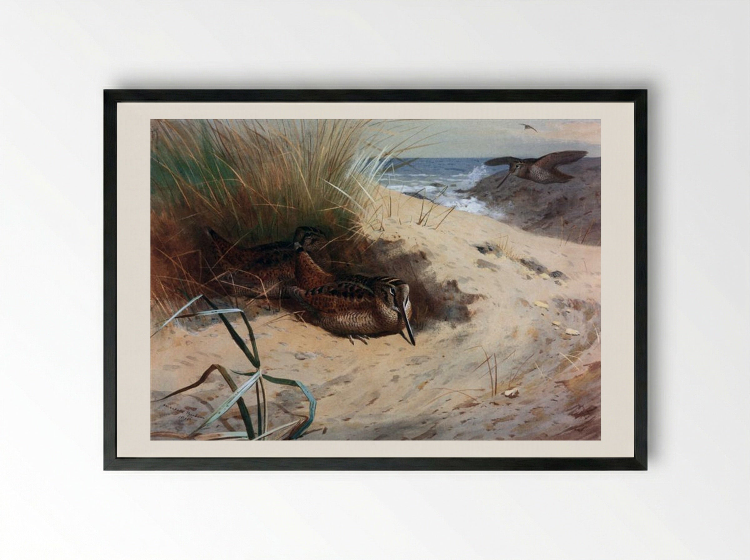 Woodcock Among the Dunes - Archibald Thorburn - Framed Print Black