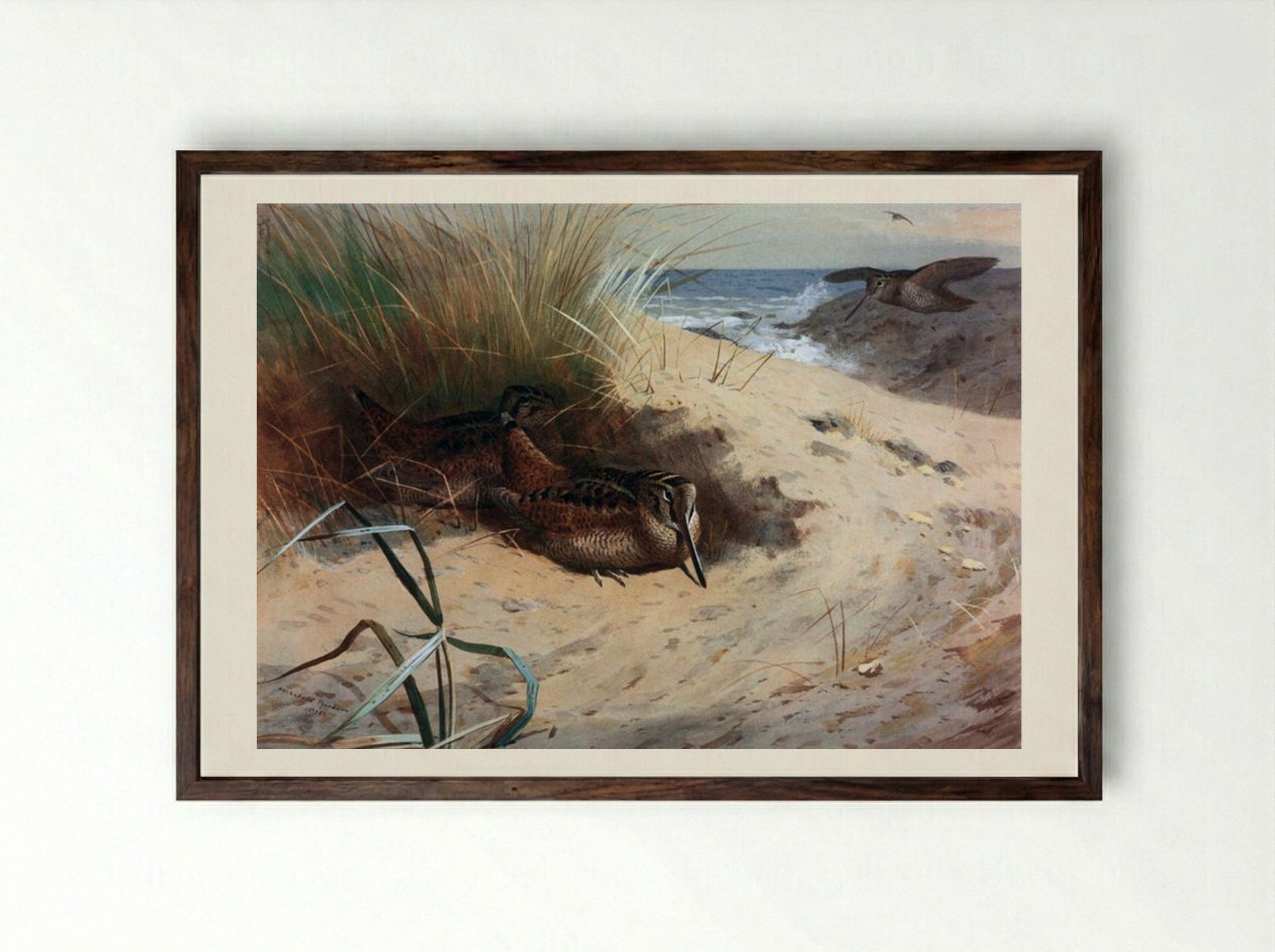 Woodcock Among the Dunes - Archibald Thorburn - Framed Print Dark Wood