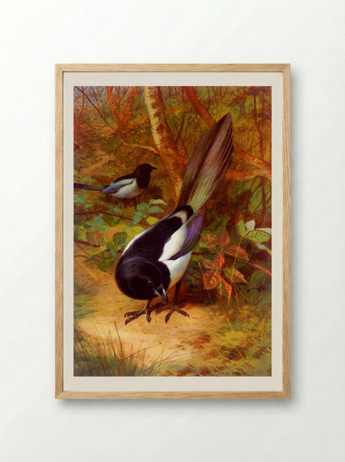 Magpies - Archibald Thorburn - Framed Print Wood