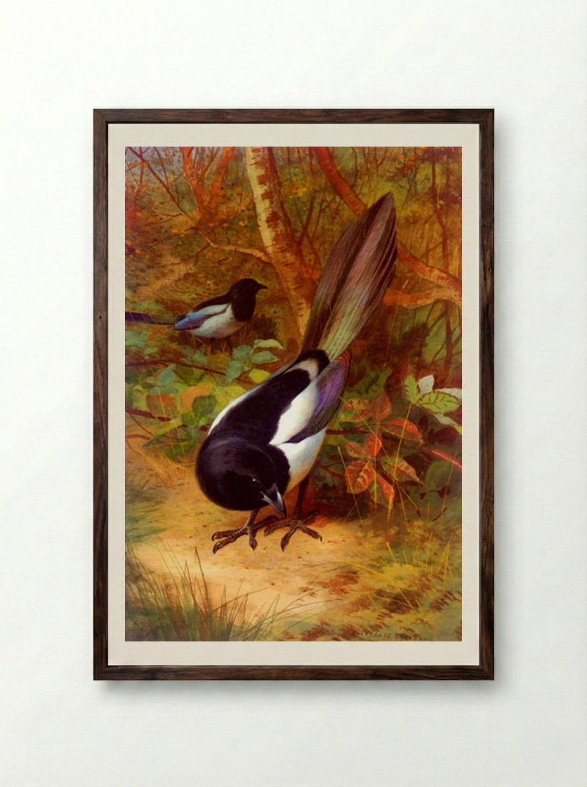 Magpies - Archibald Thorburn - Framed Print Dark Wood