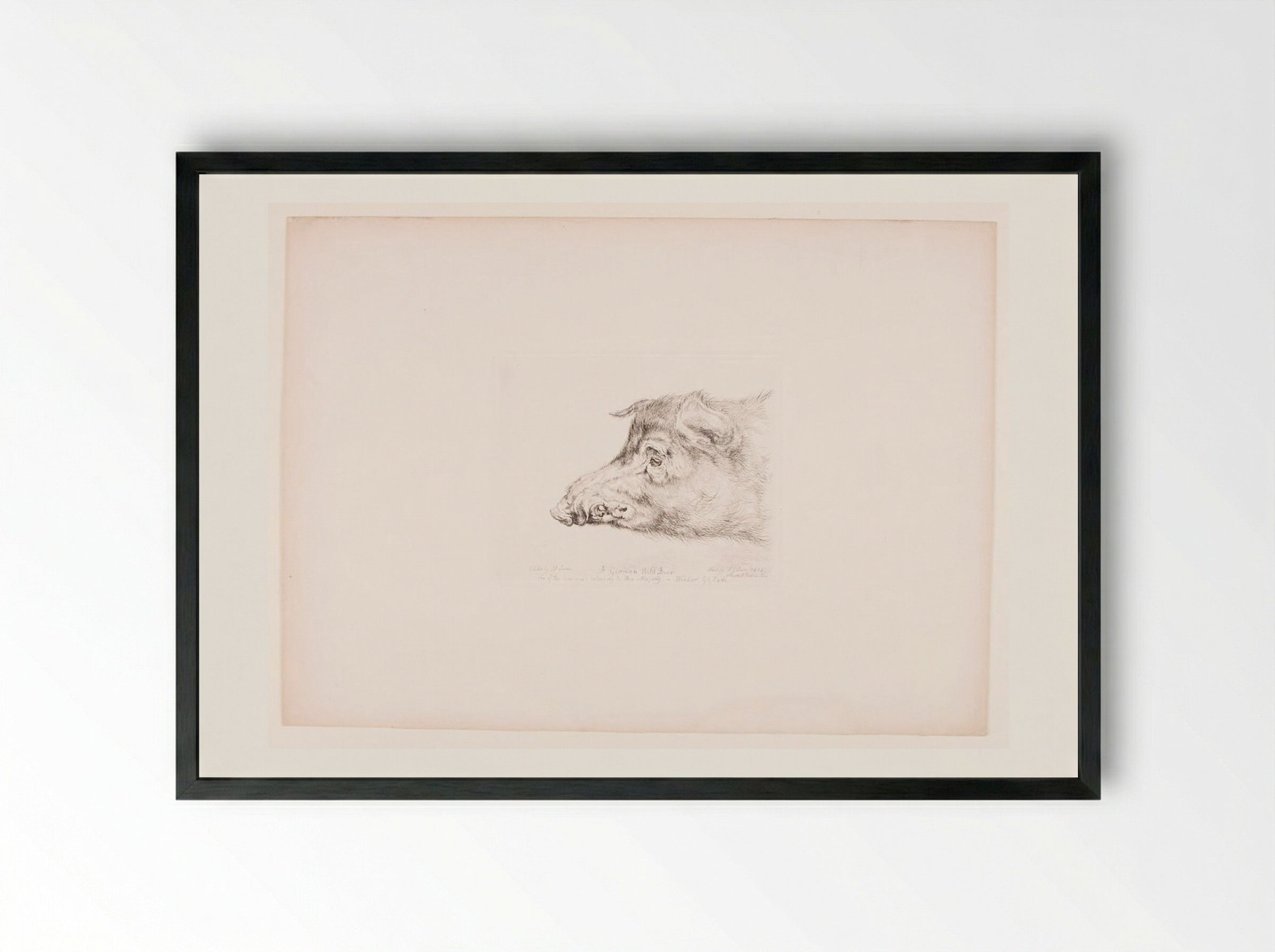 A German Wild Boar - John Frederick Lewis - Framed Print Black