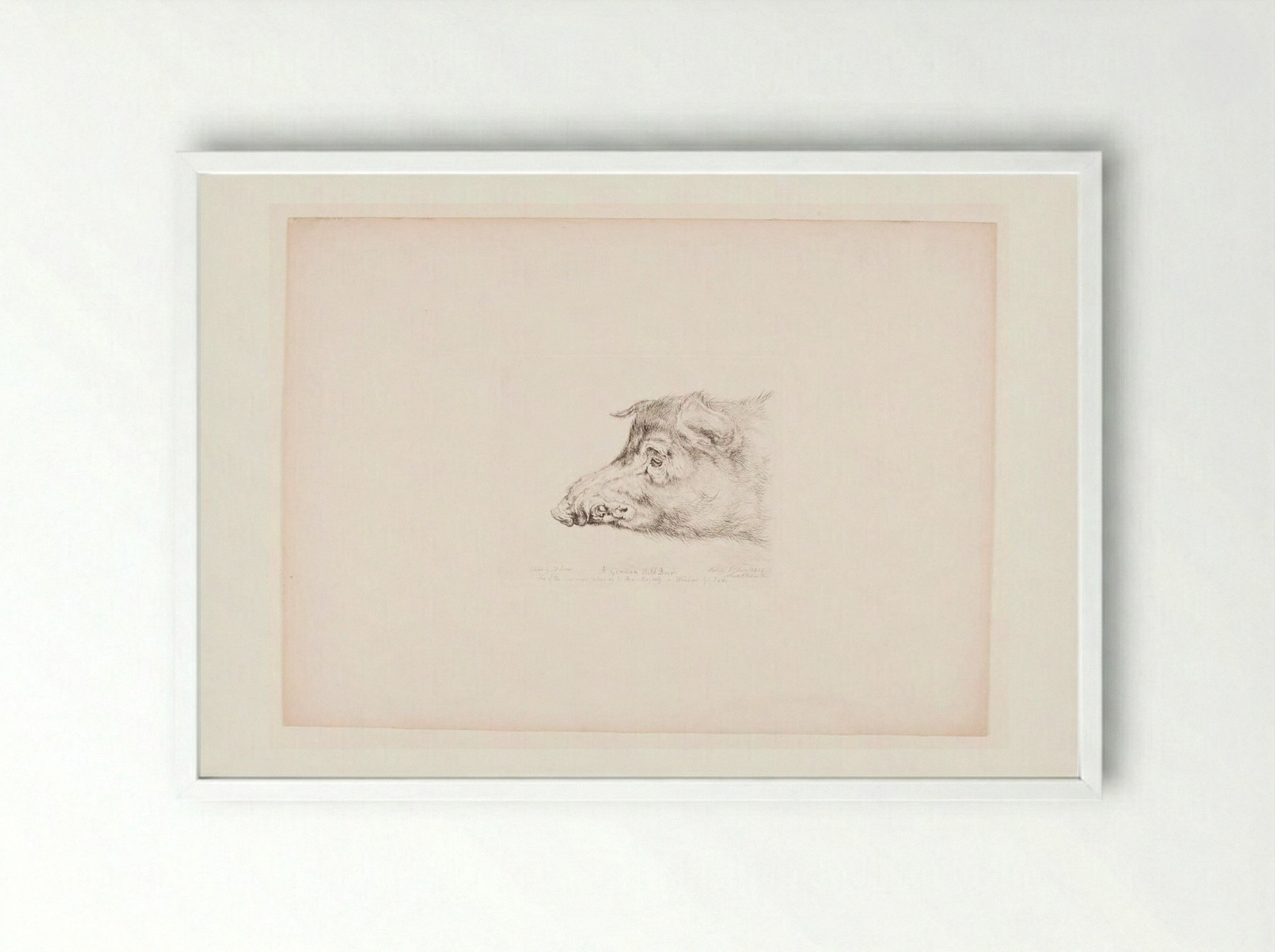 A German Wild Boar - John Frederick Lewis - Framed Print White