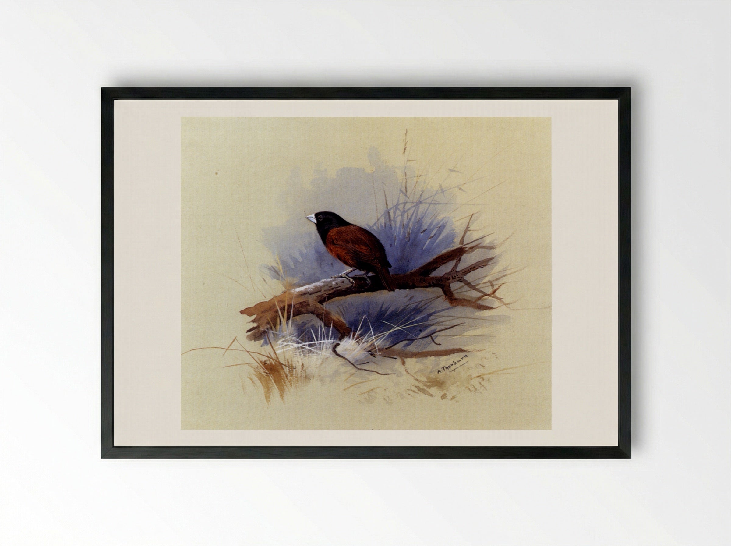 A Nepalese Black-Headed Nun on a Branch - Archibald Thorburn - Framed Print Black