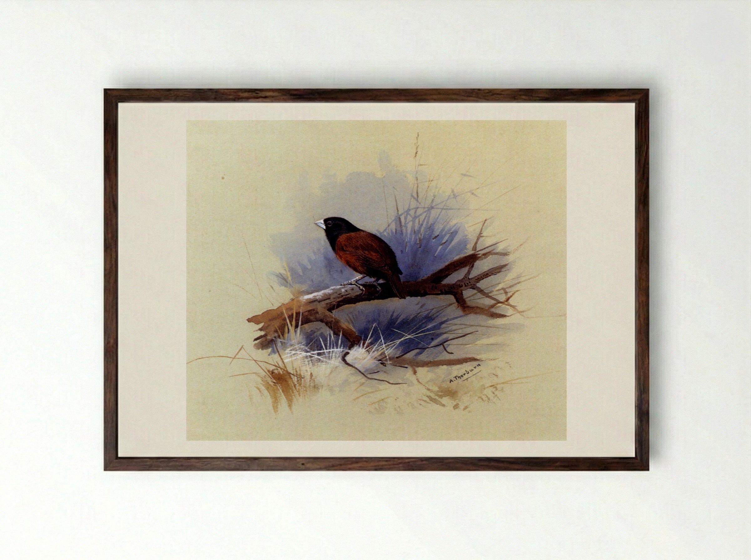 A Nepalese Black-Headed Nun on a Branch - Archibald Thorburn - Framed Print Dark Wood