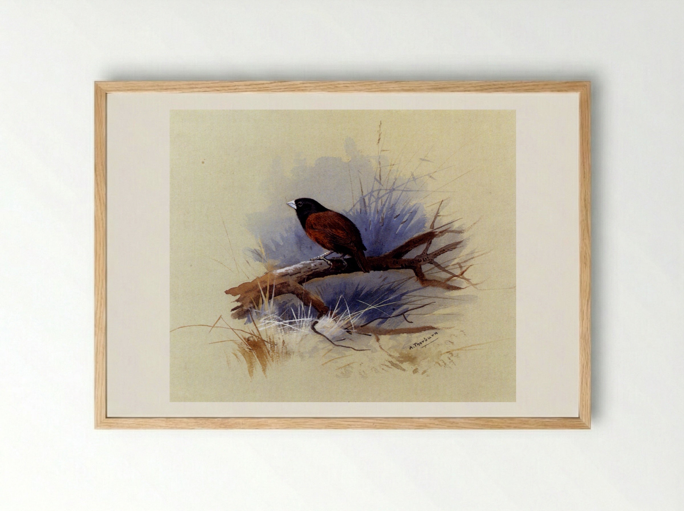 A Nepalese Black-Headed Nun on a Branch - Archibald Thorburn - Framed Print Wood