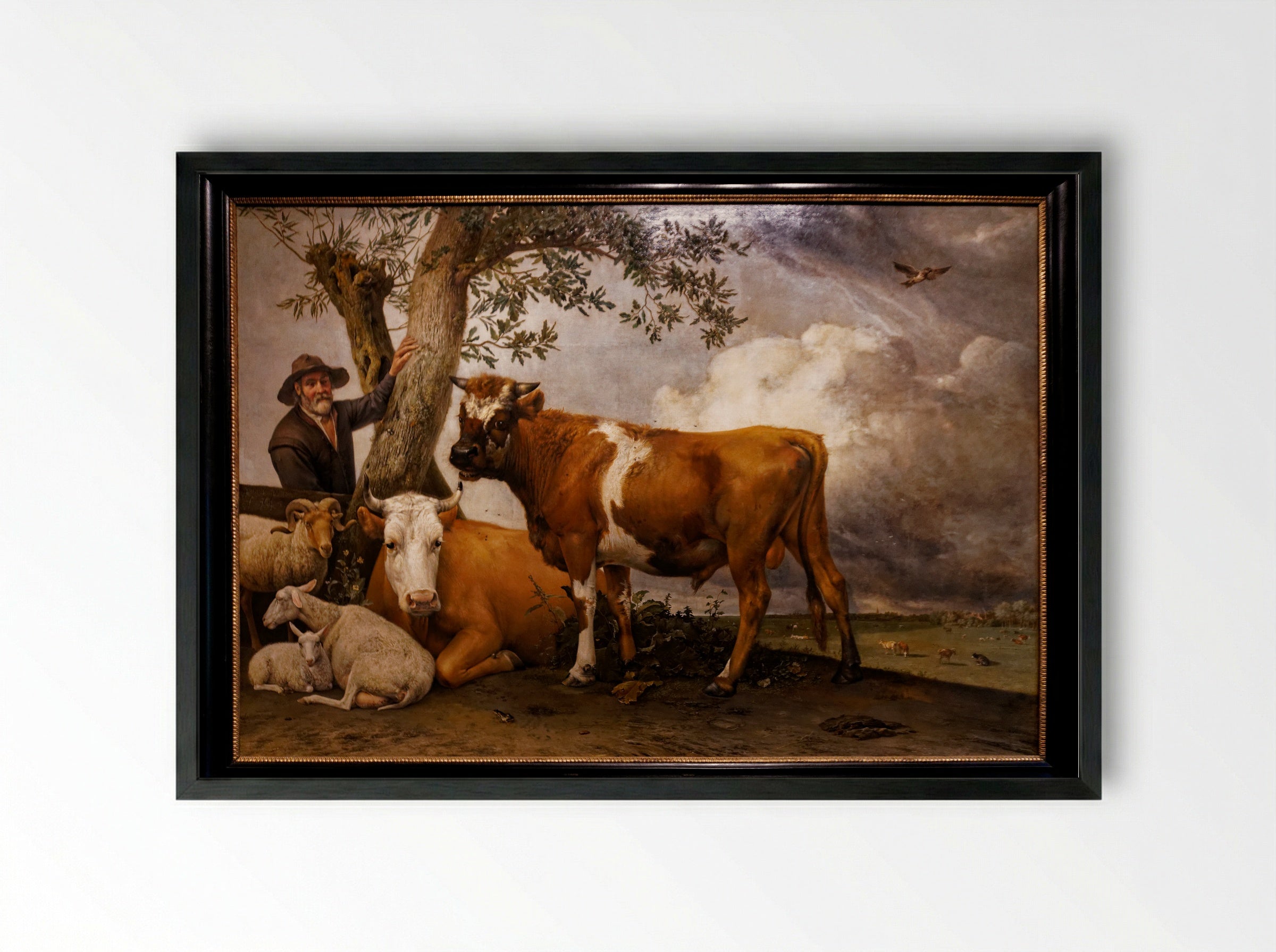 The Bull - Paulus Potter - Framed Print Black