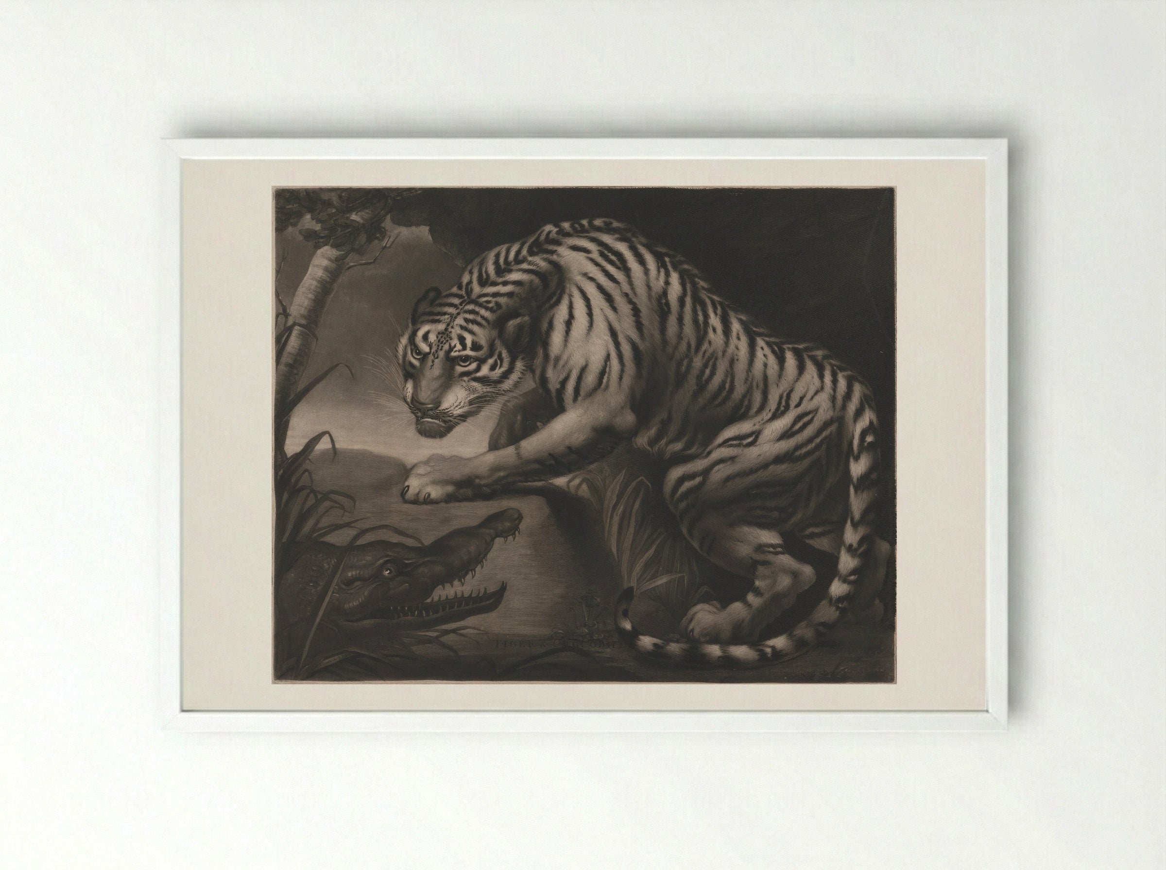 Tiger & Crocodile - Charles Turner - Framed Print White