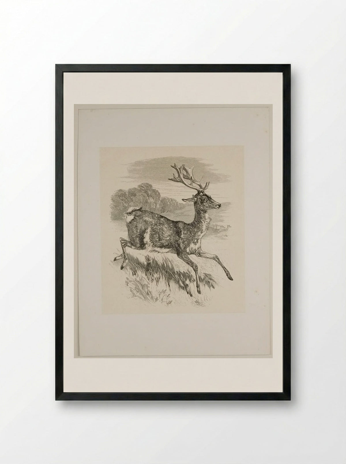 Stag - Walter Gorway - Framed Print Black