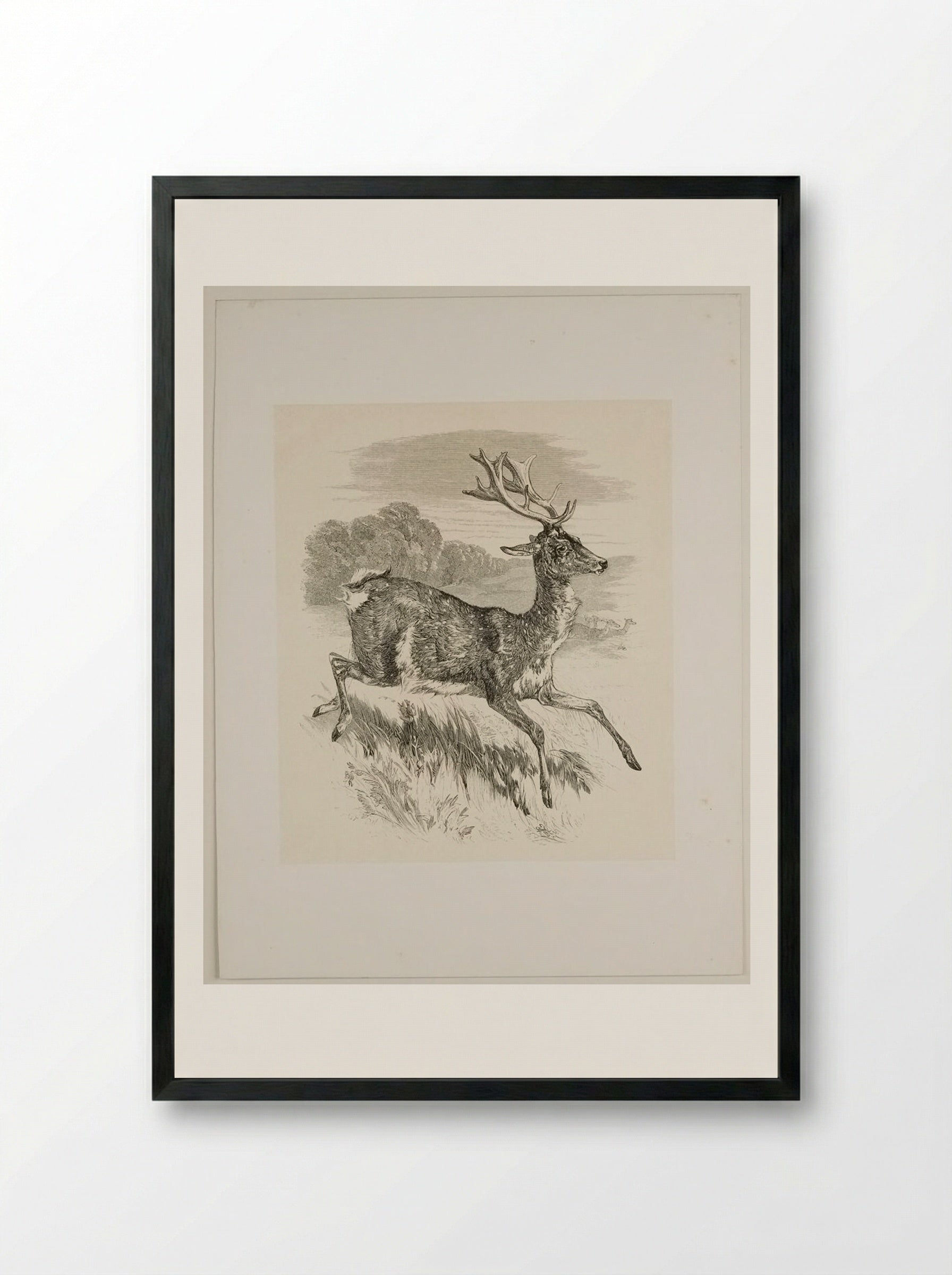 Stag - Walter Gorway - Framed Print Black