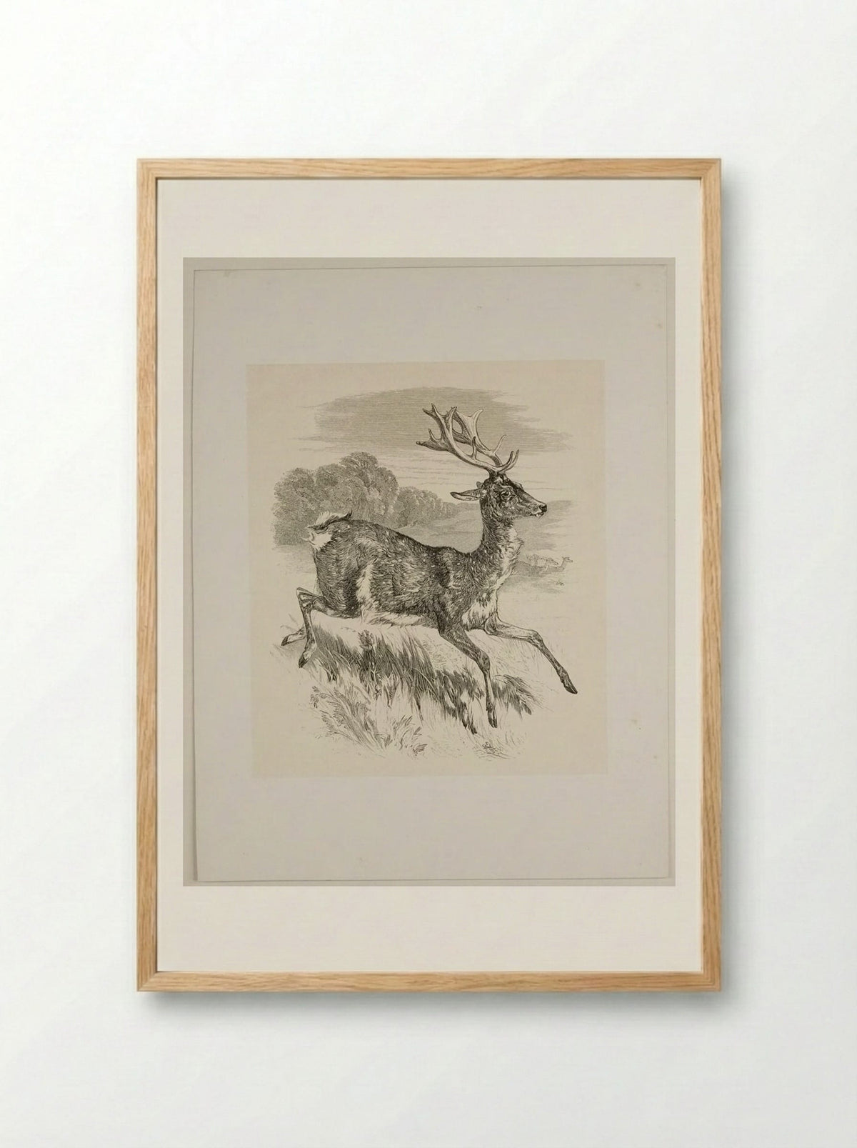 Stag - Walter Gorway - Framed Print Wood