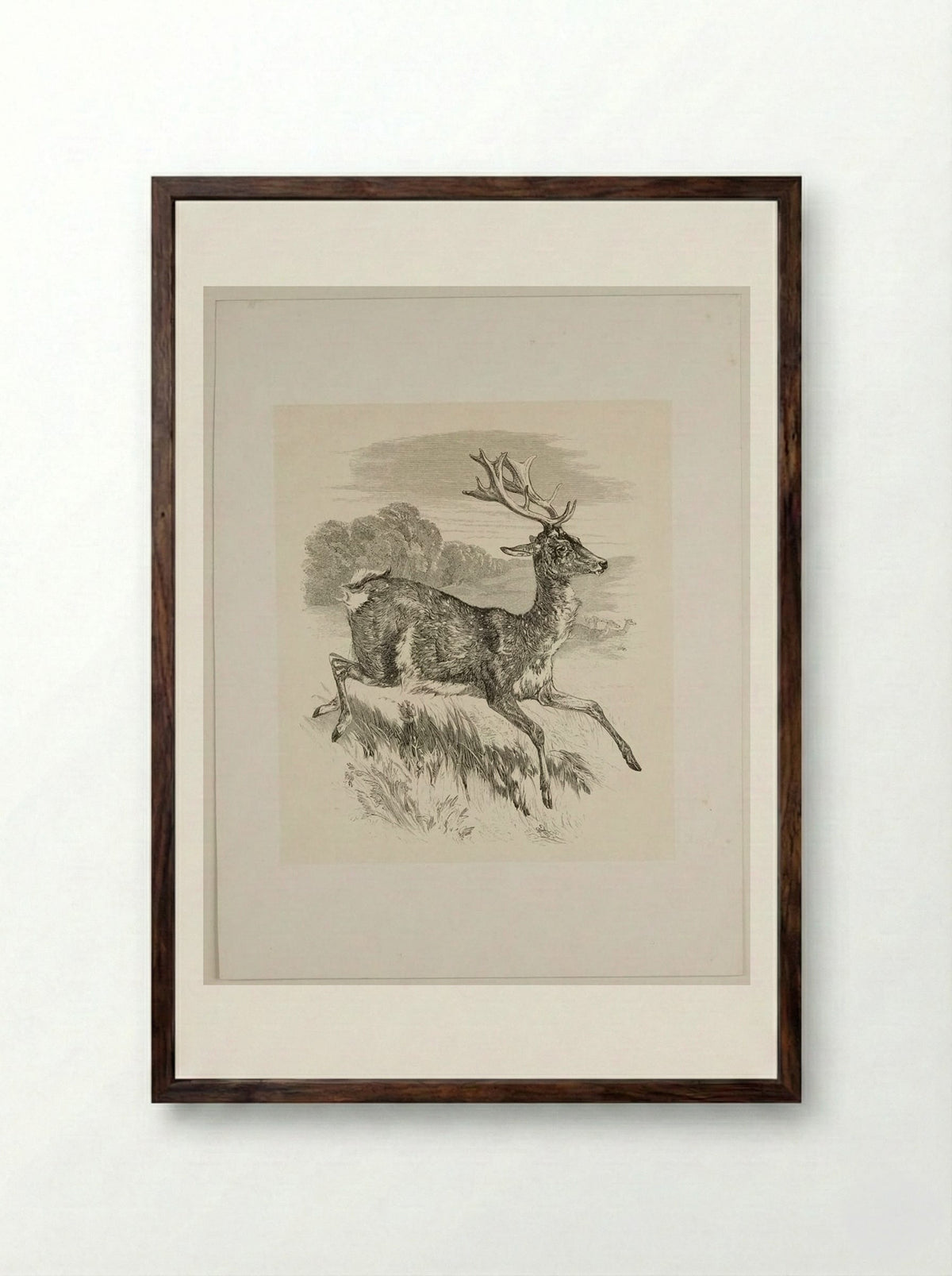 Stag - Walter Gorway - Framed Print Dark Wood