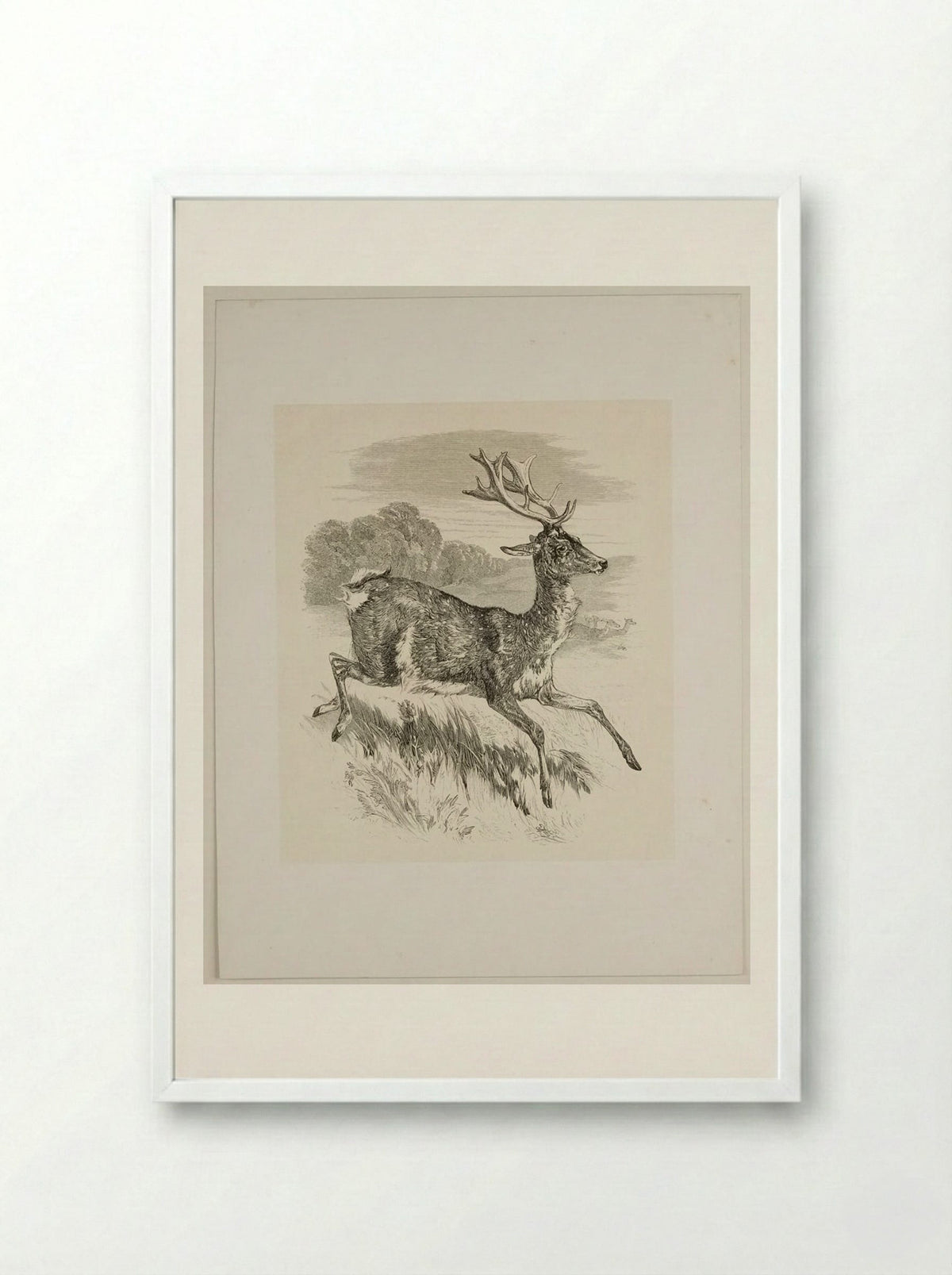 Stag - Walter Gorway - Framed Print White
