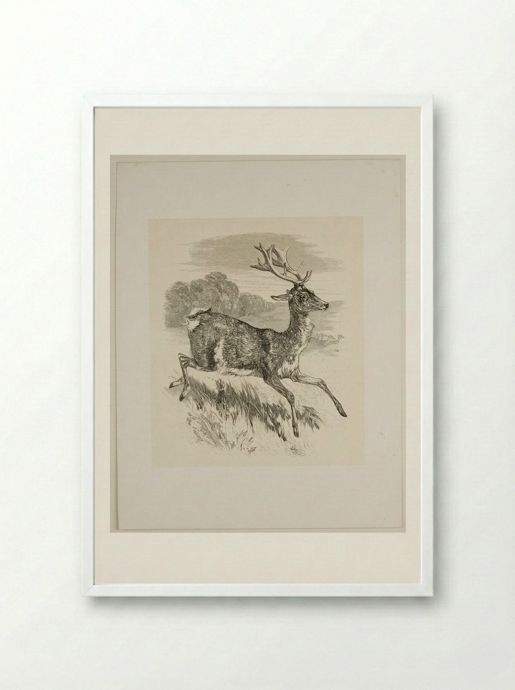 Stag - Walter Gorway - Framed Print White