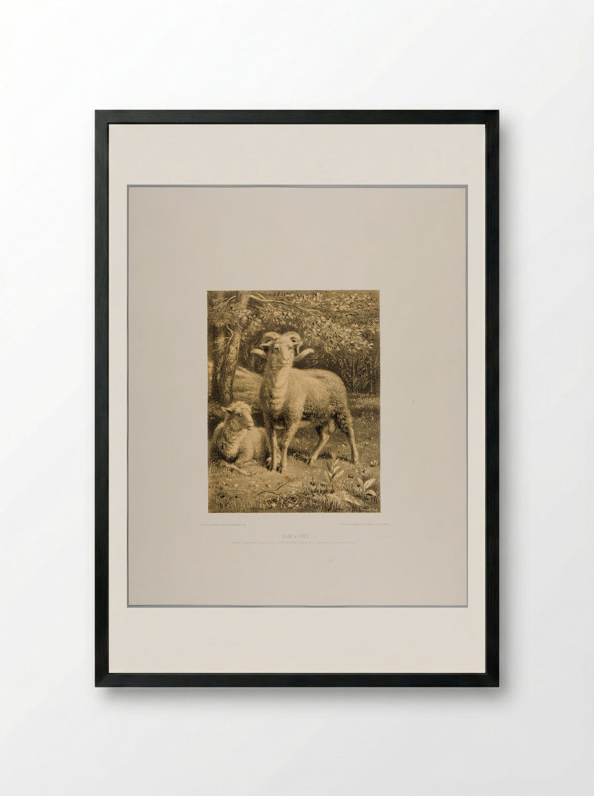 Ram and Ewe - Joseph Foxcroft Cole - Framed Print Black