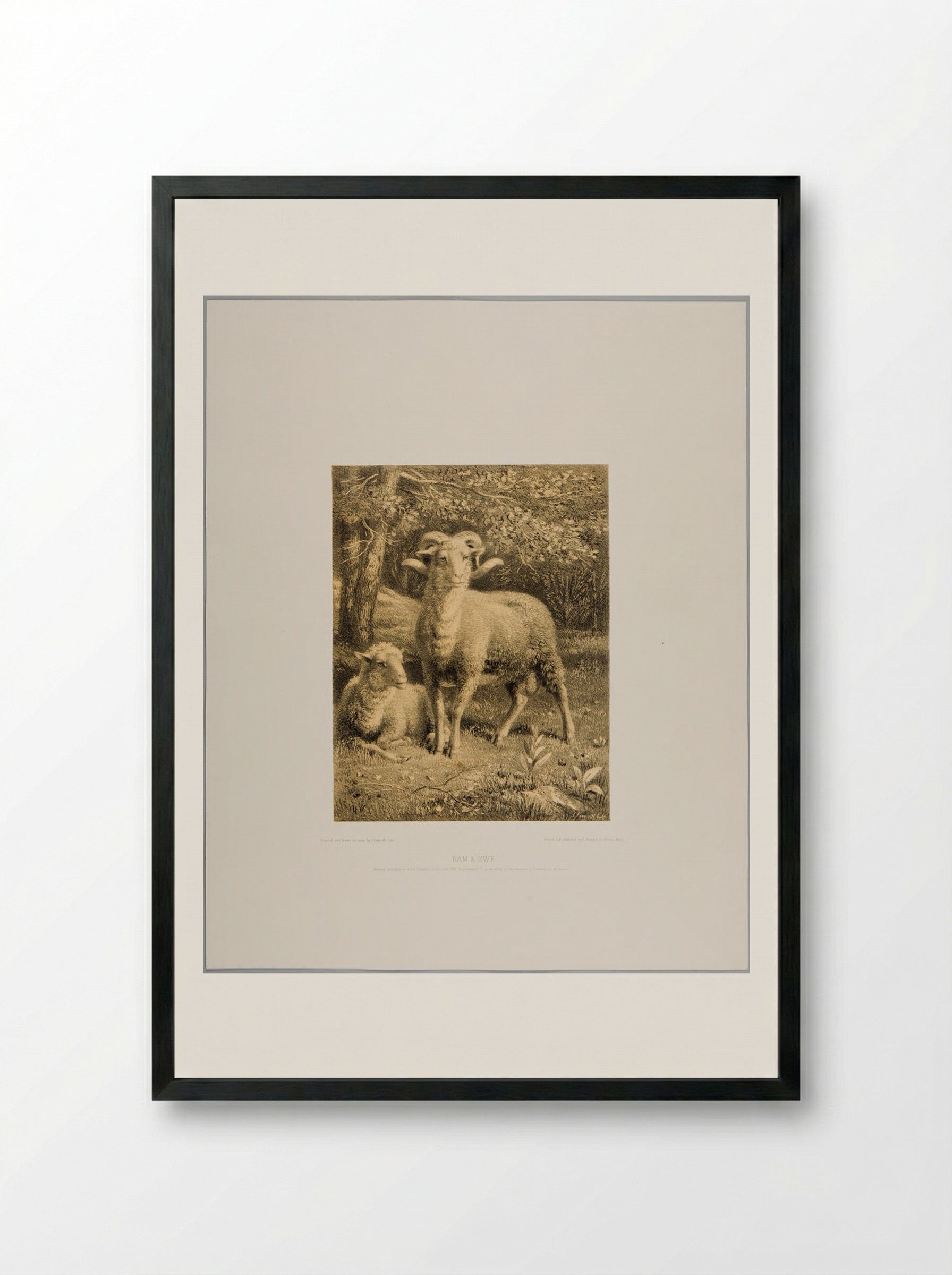 Ram and Ewe - Joseph Foxcroft Cole - Framed Print Black