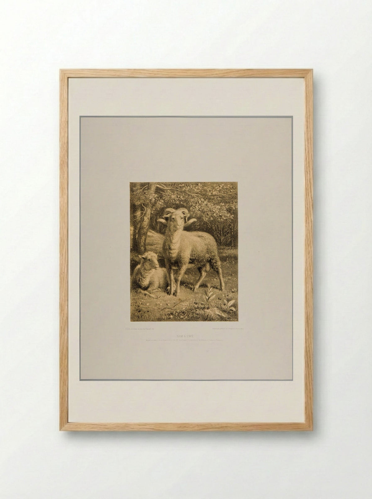 Ram and Ewe - Joseph Foxcroft Cole - Framed Print Wood