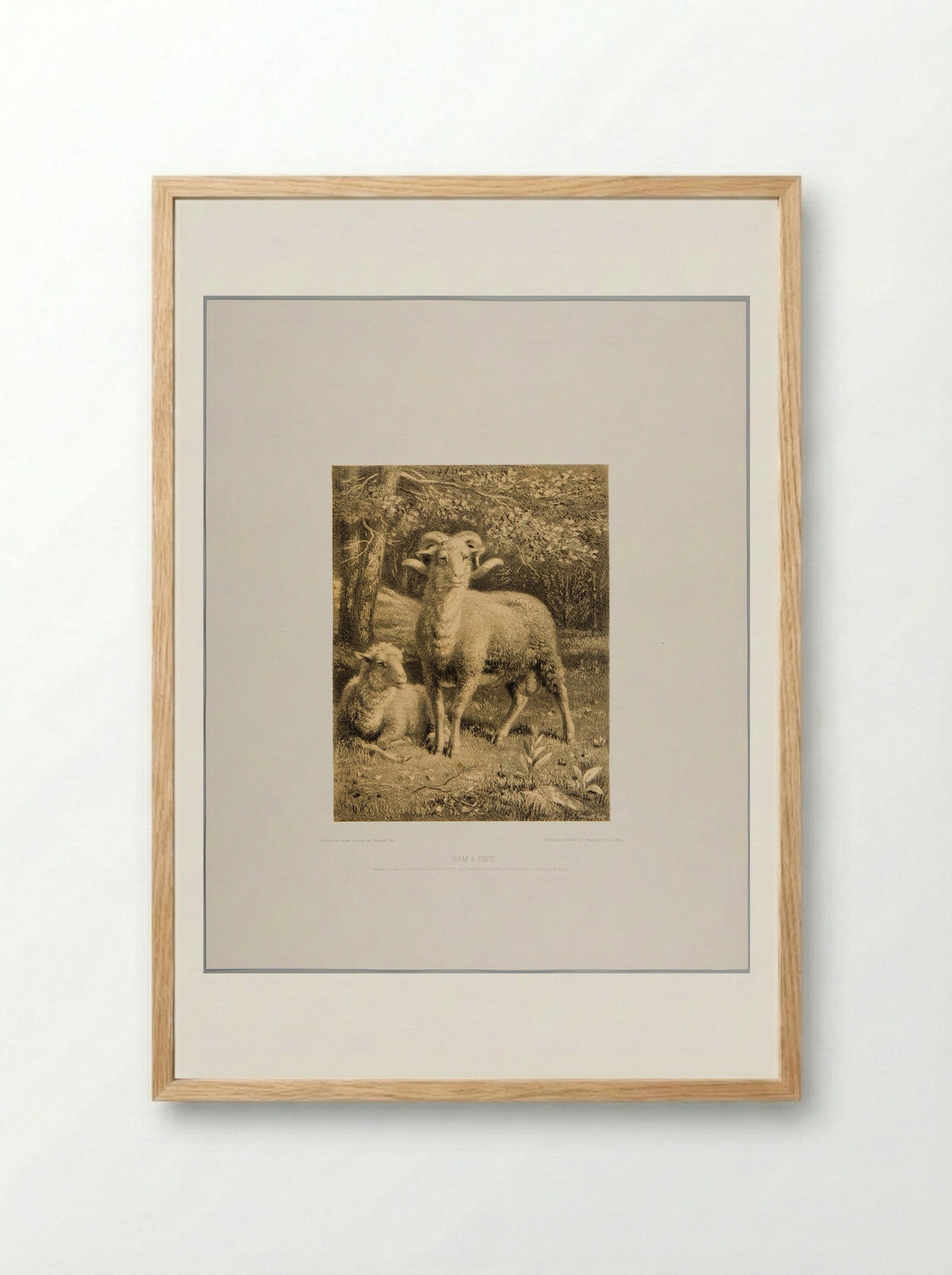 Ram and Ewe - Joseph Foxcroft Cole - Framed Print Wood