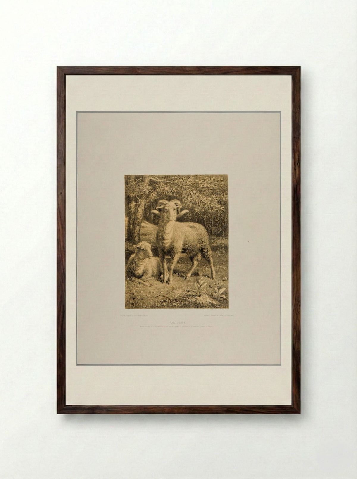 Ram and Ewe - Joseph Foxcroft Cole - Framed Print Dark Wood