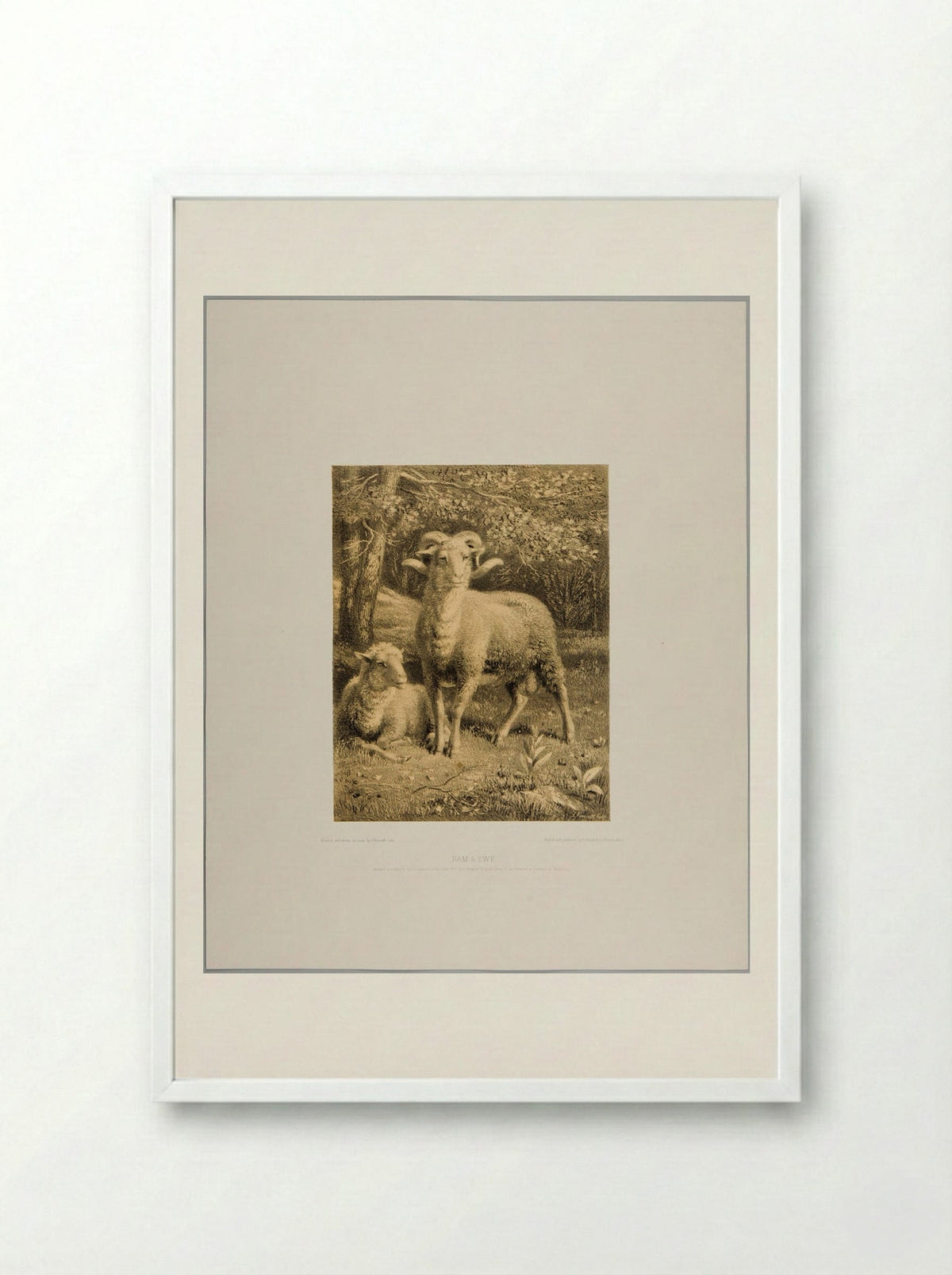 Ram and Ewe - Joseph Foxcroft Cole - Framed Print White