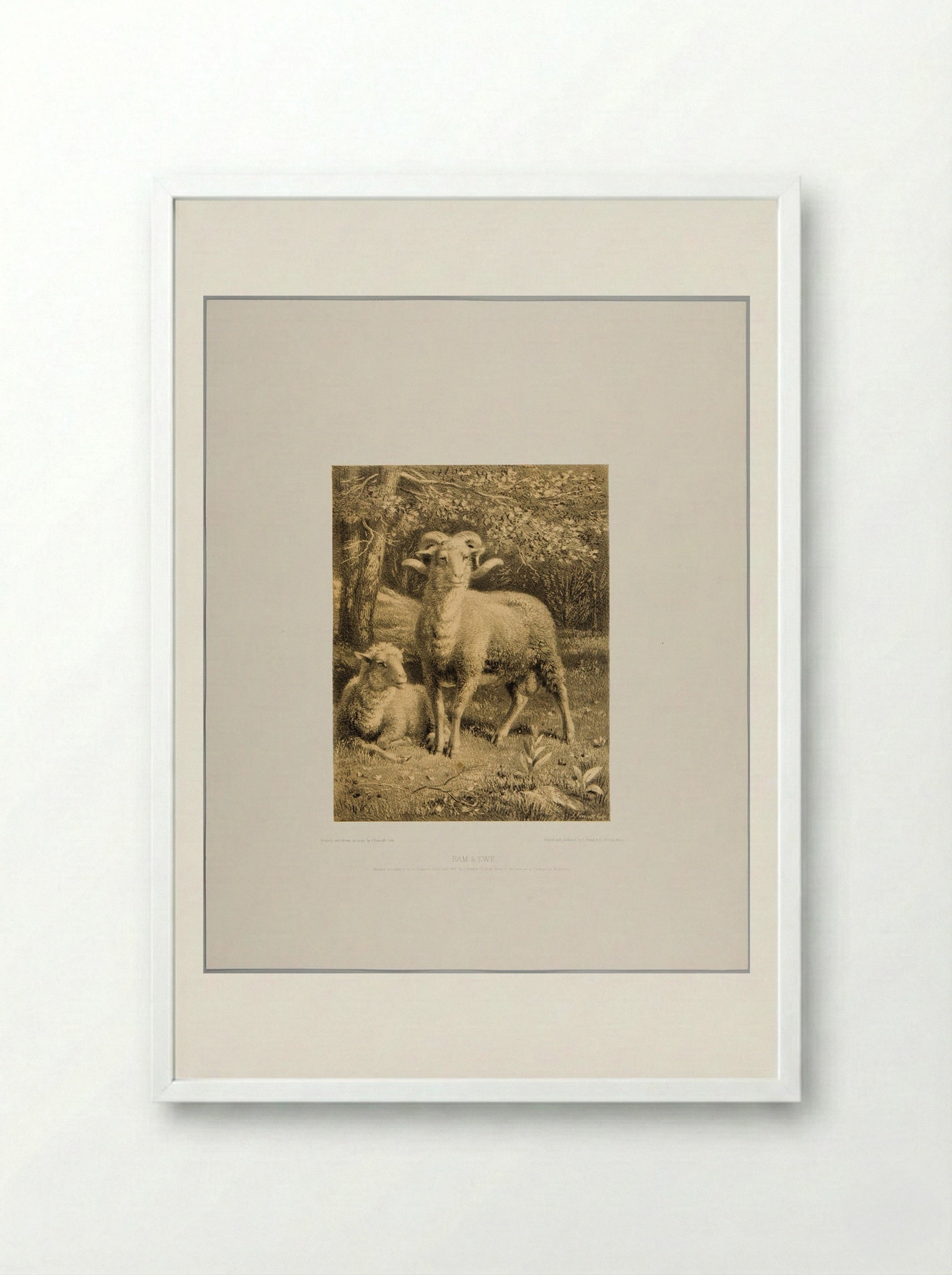 Ram and Ewe - Joseph Foxcroft Cole - Framed Print White